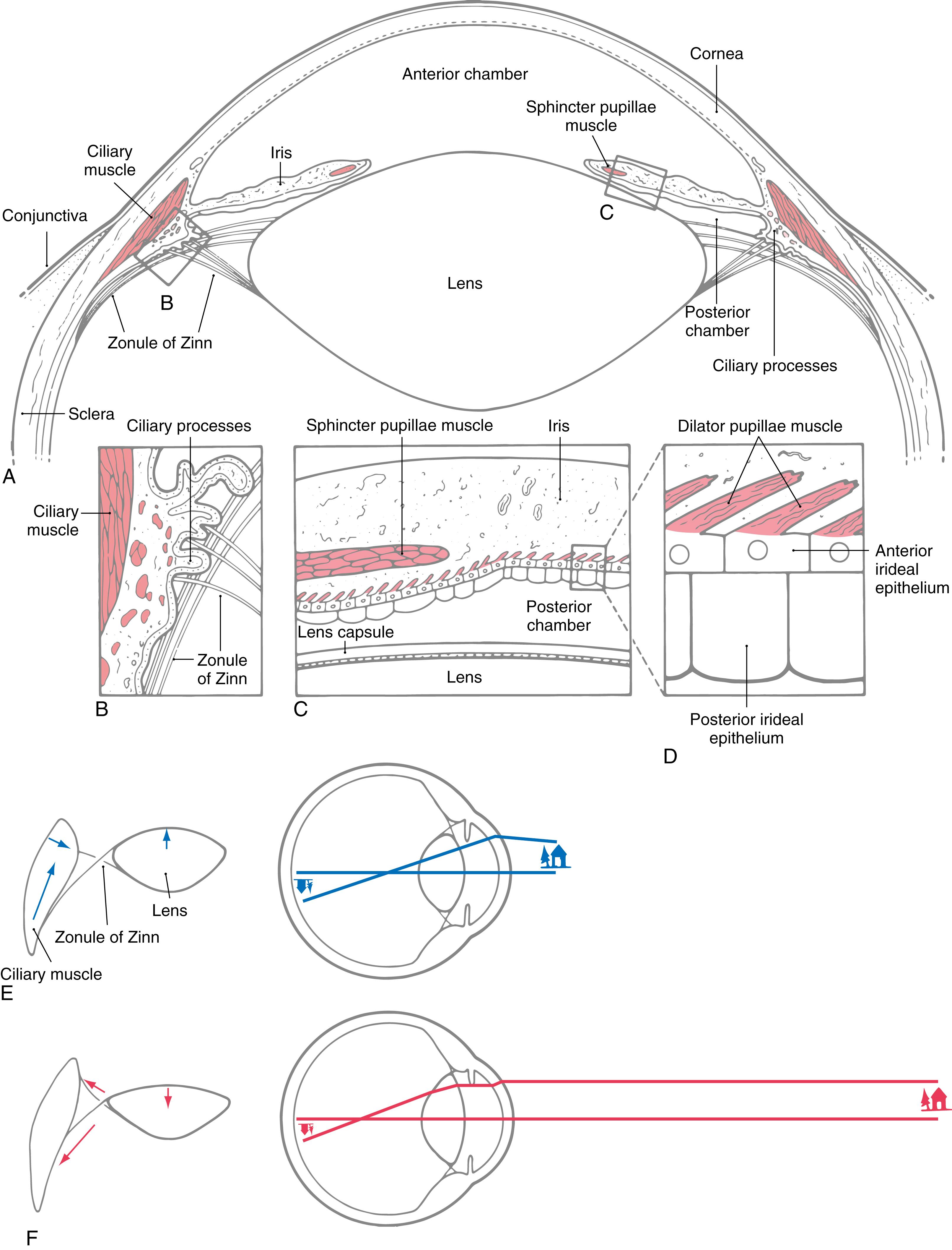 Fig. 28.4, The anterior segment of the eye showing the intrinsic eye muscles and optical components ( A ). The zonule of Zinn (suspensory ligament) extends from the lens capsule and inserts into the epithelium covering the ciliary muscle ( B ). The pupillary sphincter and dilator muscles are separate muscles in the iris ( C ). The dilator muscle is actually made up of the myoid processes of the anterior iridial epithelium, as shown in D. The mechanism ( left ) and effects ( right ) of accommodation ( E and F ) are shown. On looking at a nearby target ( E ), the ciliary muscle contracts ( arrows ), releasing tension in the zonule and allowing the anterior surface of the lens to round up ( arrow ) owing to its own elasticity. On looking at a distant target ( F ), the ciliary muscle relaxes, and the unopposed tension in the zonule ( arrows ) flattens the lens ( arrow ).