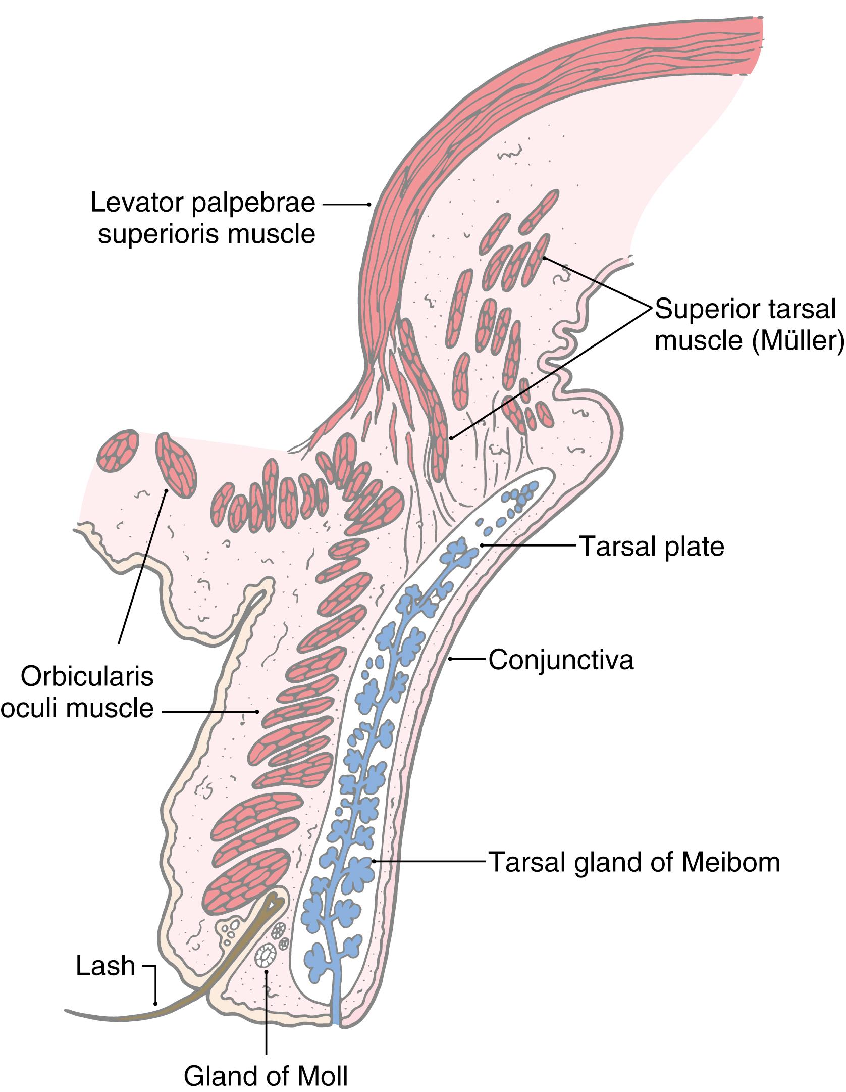 Fig. 28.5, The structure of the upper eyelid.