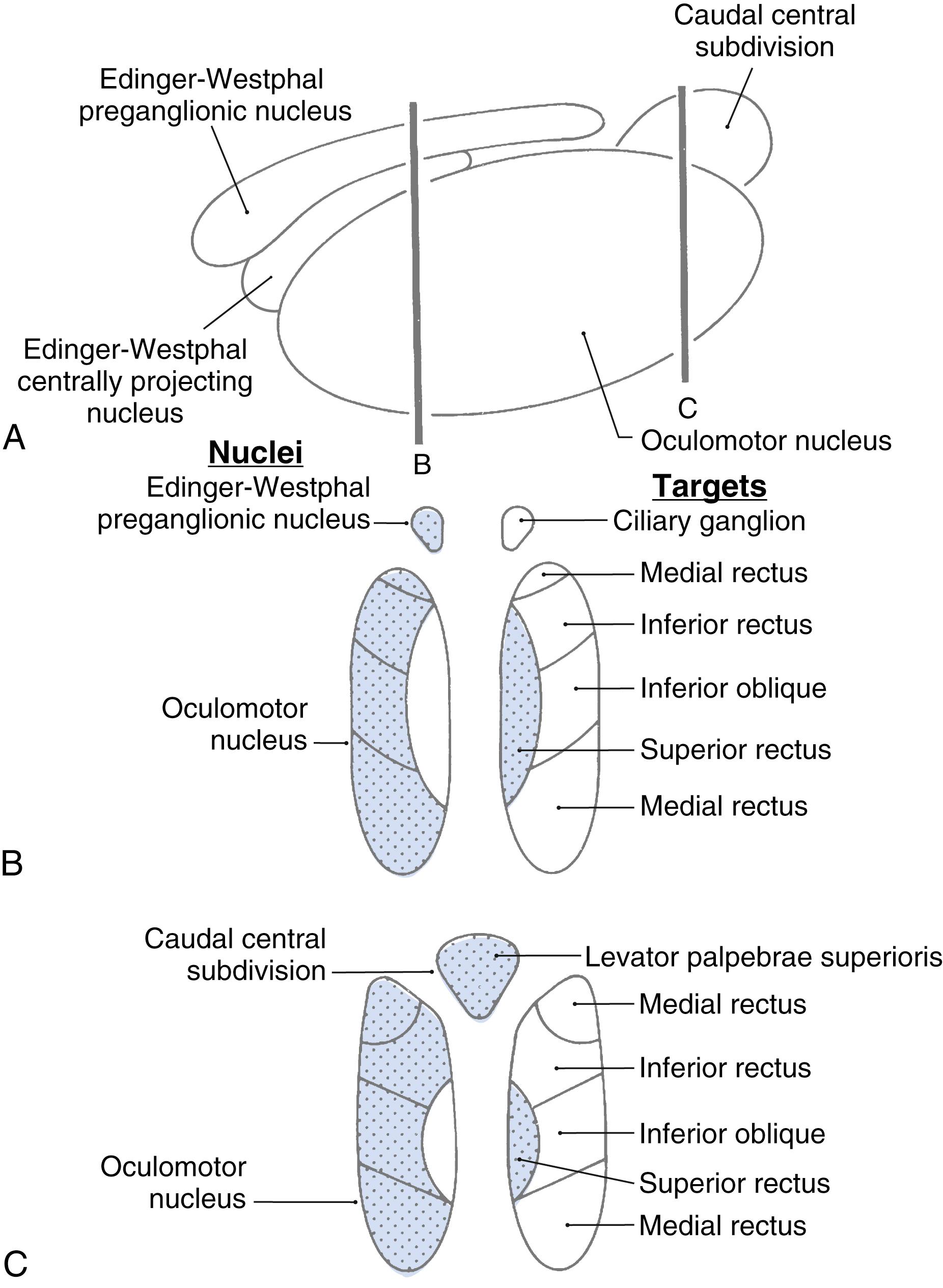 Fig. 28.7, Lateral view of the oculomotor and related nuclei ( A ). The motor neuron pools in the nucleus are shown in frontal sections through anterior ( B ) and posterior ( C ) parts of the nucleus. The names of the major nuclei are indicated on the left in B and C, and the targets of each subdivision are indicated on the right in B and C. As indicated by the stippled and clear areas, these motor neurons project ipsilaterally, with the exception of the contralaterally projecting superior rectus motor neurons and the bilaterally distributed levator motor neurons. The axons of contralateral motor neurons cross immediately to join the ipsilateral oculomotor nerve. Thus the oculomotor nerve projects entirely to ipsilateral muscles.