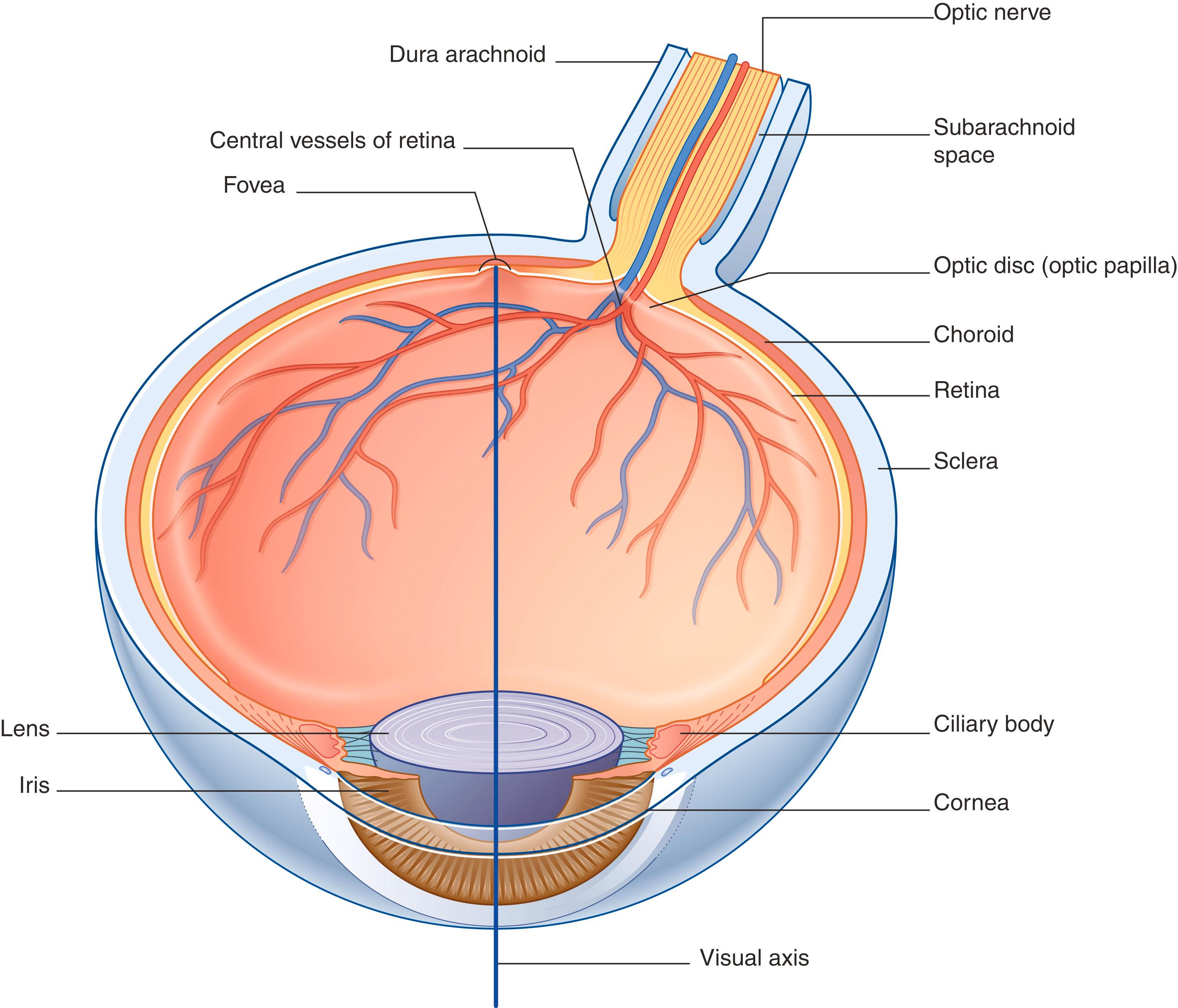 Fig. 31.2, Horizontal section of the right eye, showing the visual axis.