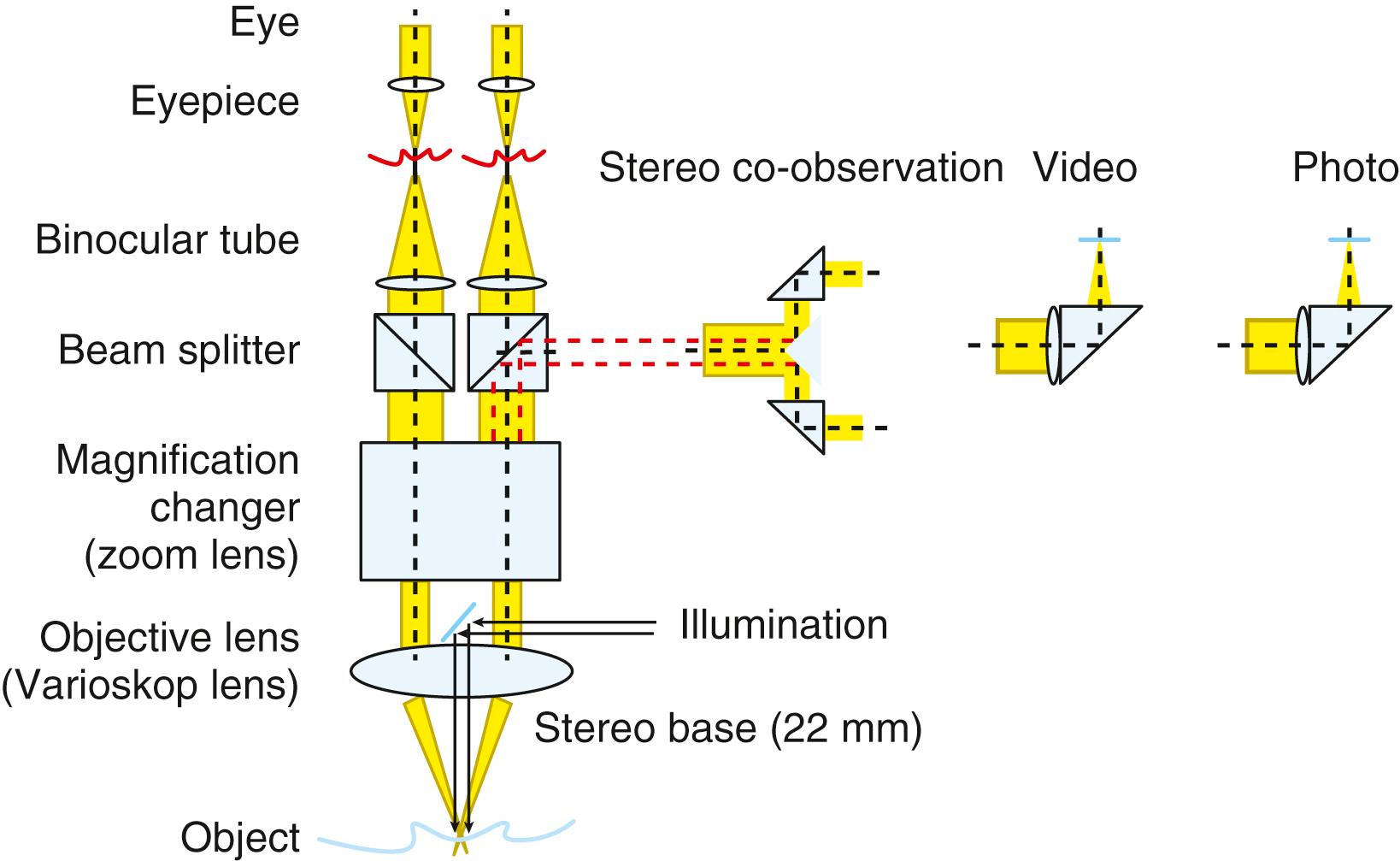 Figure 31.5, Light pathways of a modern operating microscope.