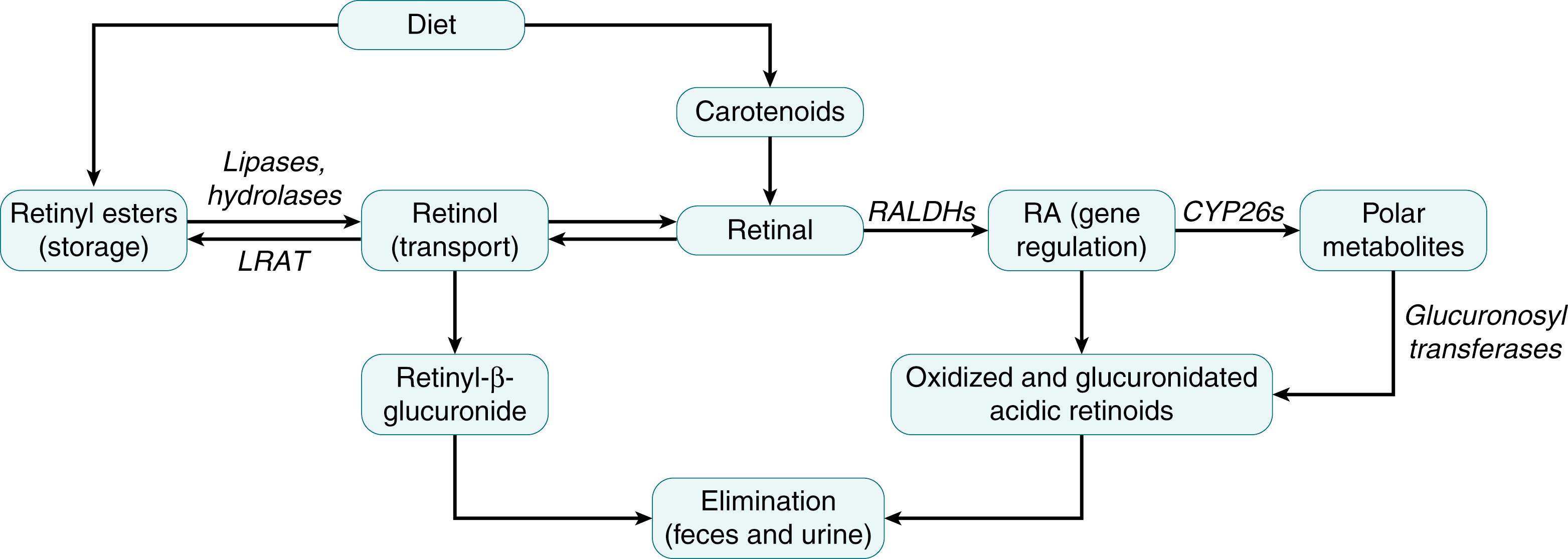 Fig. 28.2, Biochemical pathways of vitamin A utilization and oxidation. LRAT, Lecithin:retinol acyltransferase.