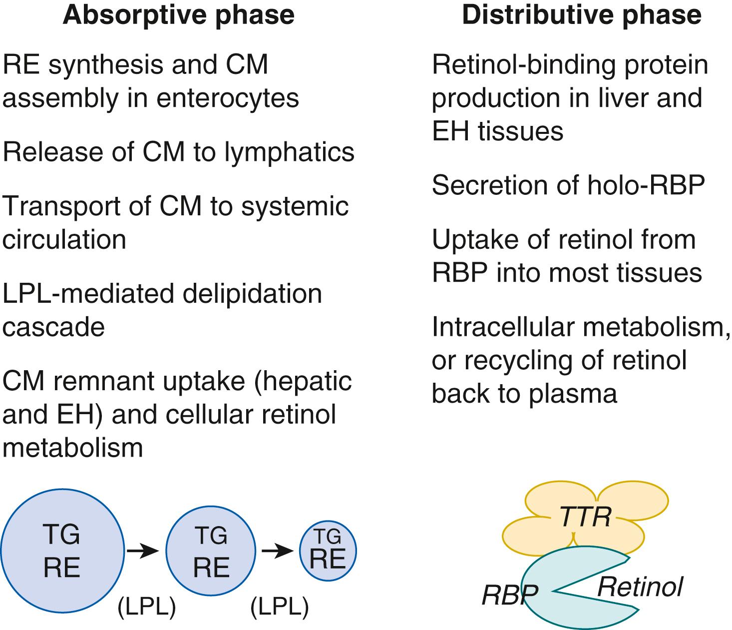 Fig. 28.3, Main characteristics of the absorptive, postprandial phase of chylomicron vitamin A incorporation and metabolism and the distributive phase of vitamin A transport to target tissues by retinol-binding protein. Target tissues include eyes, immune system, reproductive organs, and other epithelial tissues including the intestine and liver. CM, Chylomicron; EH, extrahepatic; LPL, lipoprotein lipase; RBP, retinol-binding protein; RE, retinyl ester (the main form of VA in CM); TTR, transthyretin; VA, vitamin A. (Figure reproduced from Tan L, Green MH, Ross AC. Vitamin A kinetics in neonatal rats vs. adult rats: comparisons from model-based compartmental analysis. J Nutr . 2014;145:403–410, 27, by permission of Oxford University Press.)