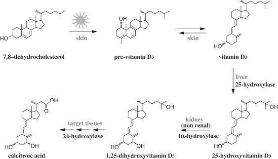 Figure 19.1, Vitamin D bioactivation and calcitriol catabolism.