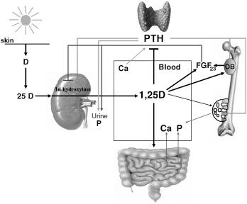 Figure 19.2, Coordinated calcitriol (1,25D)/PTH/FGF23 interactions control calcium, phosphate, and skeletal homeostasis.