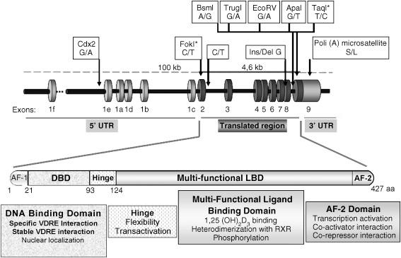 Figure 19.3, The vitamin D receptor (VDR) gene, its polymorphisms, and functional domains of the encoded VDR.