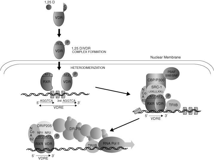 Figure 19.4, Calcitriol/vitamin D receptor regulation of gene expression.