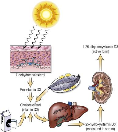 Figure 60.1, Synthesis of and metabolism of vitamin D. Cutaneous 7-dehydrocholesterol absorbs UVB radiation to form pre-vitamin D 3 , which then becomes vitamin D 3 . Vitamin D 3 and vitamin D 2 are also obtained from the diet. Vitamin D undergoes sequential hydroxylation by enzymes in the liver and kidney to become the physiologically active metabolite, 1α,25-dihydroxyvitamin D.