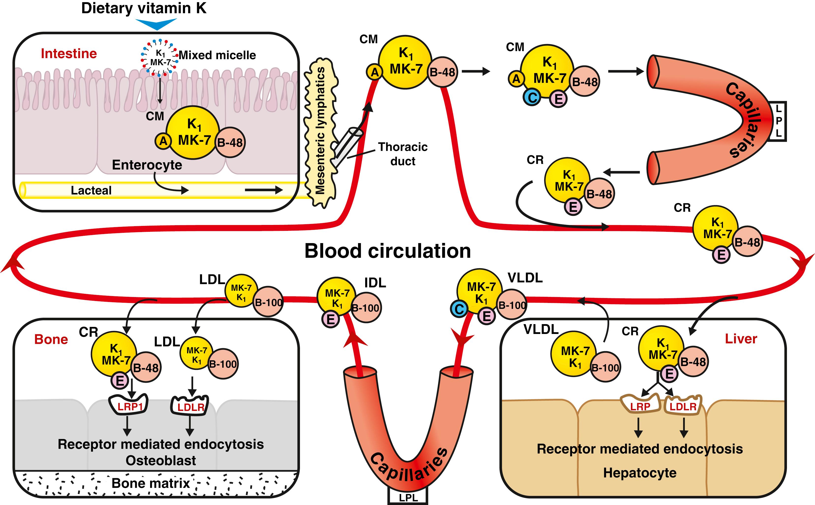 Fig. 30.2, Schematic representation of the absorption, transport, and cellular uptake of dietary phylloquinone (K 1 ) and menaquinone-7 (MK-7) . Key processes shown are: Intestinal absorption and entry into circulation: After digestion, dietary vitamin K and the products of pancreatic hydrolysis of triglycerides (TG) are emulsified by bile salts to form mixed micelles that are taken up by the enterocytes of the intestinal epithelium and processed into nascent chylomicrons (CM) that contain apolipoprotein A (apo A) and apo B-48. CM are then secreted into the lacteals within the intestinal villi. The lacteals drain into larger lymphatic vessels eventually emptying into the blood circulation via the thoracic duct. Once in the blood, CM acquire apo C and apo E from high-density lipoproteins (HDL) . In the capillaries of muscle, adipose tissues, etc., CM are stripped of their TG by the action of lipoprotein lipase (LPL) that lines the capillaries. The resultant smaller chylomicron remnants (CR) reenter the circulation having lost much apo A and apo C but retaining vitamin K in the lipophilic core. Uptake by liver: In the liver, CR enter hepatocytes by binding to low-density lipoprotein receptor (LDLR) and low density lipoprotein receptor-related protein 1 (LRP1) followed by receptor-mediated endocytosis. Their lipids are repackaged into very low-density lipoproteins (VLDL) that contain apo B-100 and then return to the circulation where they acquire apo C and apo E. Further TG is removed by LPL in the capillaries resulting in VLDL remnants called intermediate-density lipoproteins (IDL) . Subsequent metabolism and loss of apo C and apo E from IDL gives rise to smaller LDL particles containing almost exclusively apo B-100. Vitamin K is presumed to be still located in the lipophilic core. Uptake by bone: Circulating lipoproteins such as CR and LDL can deliver lipids to osteoblasts that are attached to the surfaces of bone matrix. Osteoblasts express lipoprotein receptors such as LDLR and LRP1 that can interact with CR and LDL, allowing receptor-mediated endocytosis of the particles and their cargoes of vitamin K. Evidence suggests that osteoblasts obtain most of their K 1 via the CR pathway and most of their MK-7 via the LDL pathway.