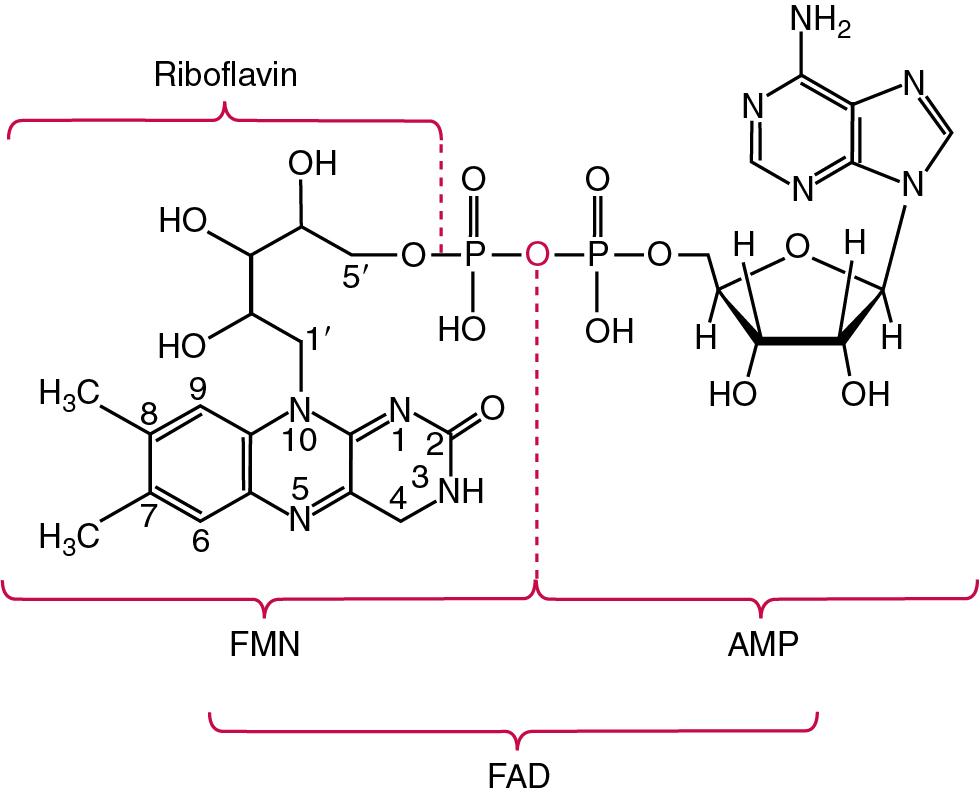 FIGURE 39.11, Riboflavin and flavin mononucleotide (FMN) as components of flavin adenine dinucleotide (FAD).