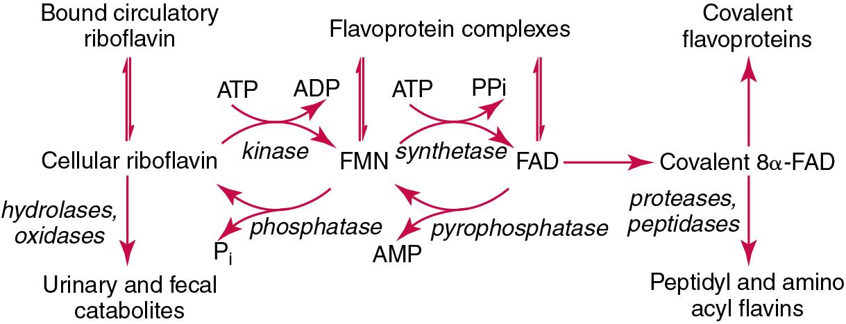 FIGURE 39.12, Cellular interconversions of flavins. ADP , Adenosine diphosphate; AMP , adenosine monophosphate; ATP , adenosine triphosphate; FAD , flavin adenine dinucleotide; FMN , flavin mononucleotide; PPi , pyrophosphate.