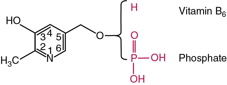 FIGURE 39.13, Free and phosphorylated forms of vitamin B 6 . R = CH 2 OH for pyridoxine, CH 2 NH 2 for pyridoxamine, and CHO for pyridoxal.