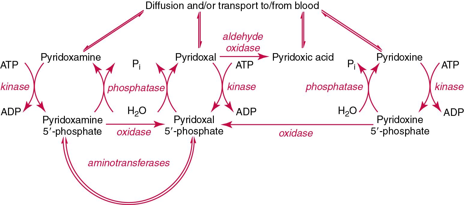 FIGURE 39.14, Metabolism of vitamin B 6 . ADP , Adenosine diphosphate; ATP , adenosine triphosphate.