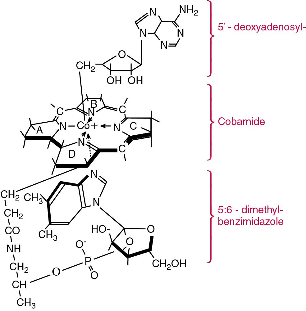 FIGURE 39.15, The structure of 5′-deoxyadenosyl cobalamin.