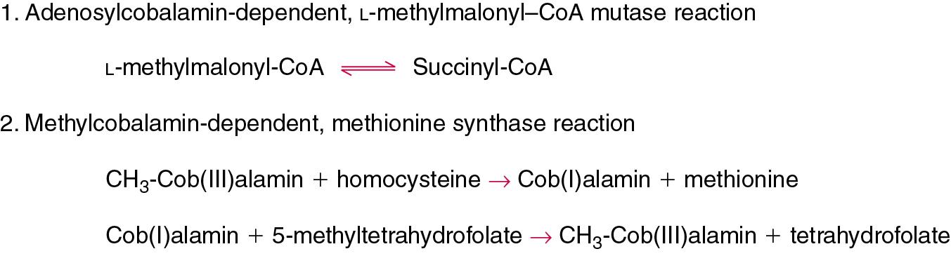 FIGURE 39.16, Participation of cobalamin coenzymes in human metabolism. CoA , Coenzyme A.