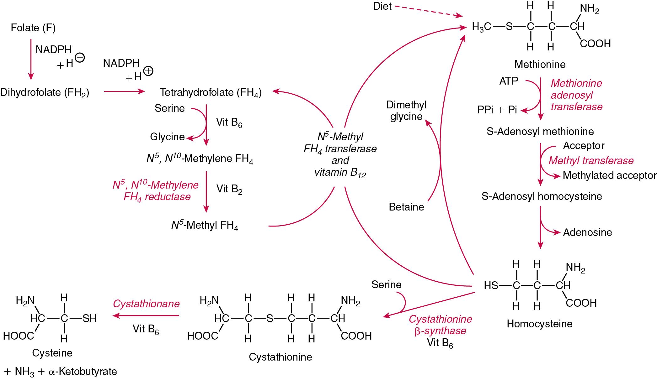 FIGURE 39.17, Metabolism of homocysteine and methionine. On the left the remethylation pathway is shown where homocysteine is converted to methionine catalyzed by methionine synthase (N 5 -methyl FH 4 transferase), which requires vitamin B 12 to function. This pathway links the folate cycle to homocysteine metabolism. On the right the transmethylation pathway is depicted showing the metabolism of methionine to homocysteine, which is then converted to cysteine in the transsulphuration pathway. Note that N 5 -methyl FH 4 is referred to as 5-MTHF and FH 4 as THF in the text. ATP , Adenosine triphosphate; NADPH , nicotinamide-adenine dinucleotide phosphate; Pi , inorganic phosphate; PPi , pyrophosphate.