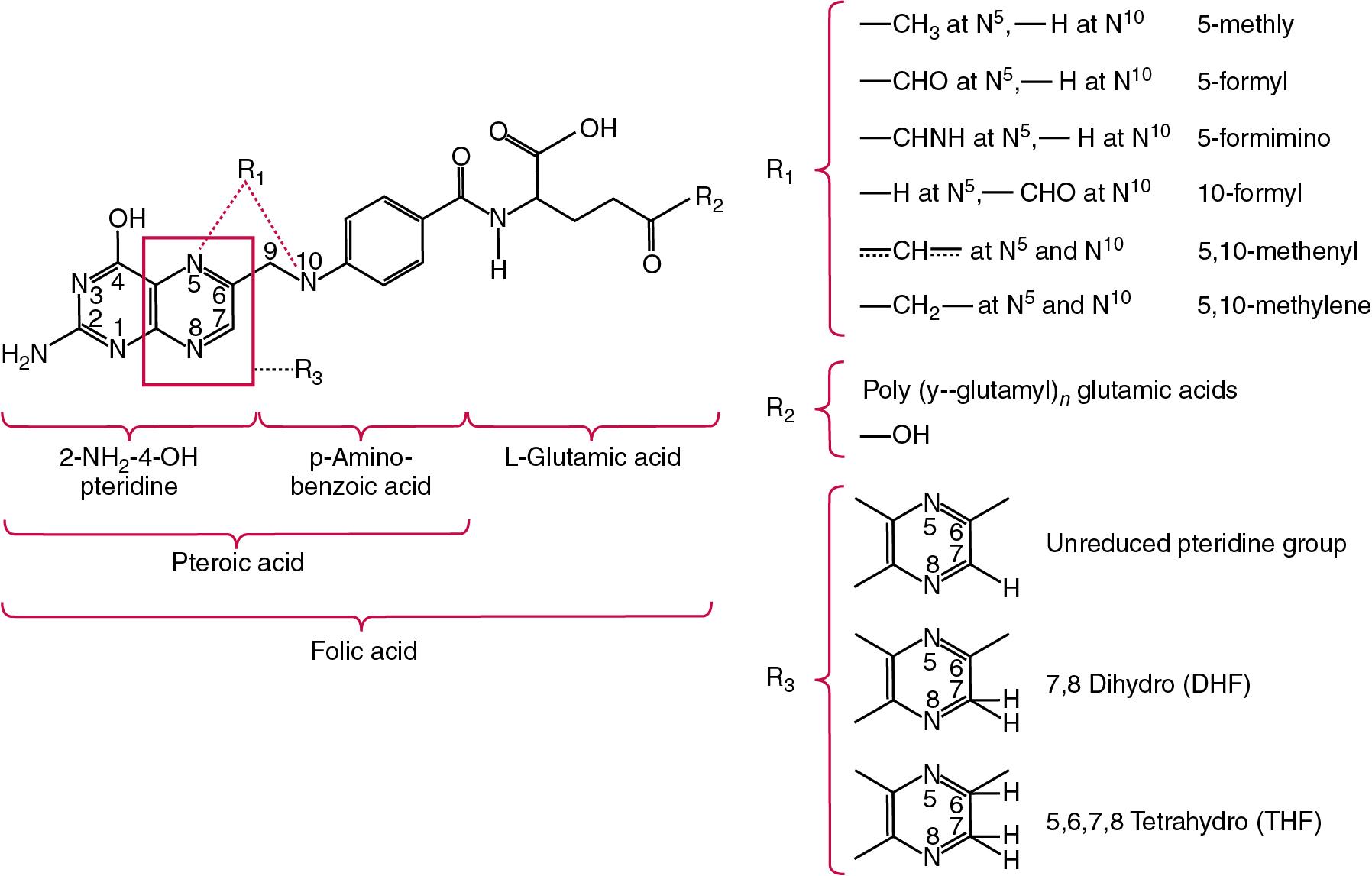 FIGURE 39.18, Structure and relationships of folic acid and its derivatives.