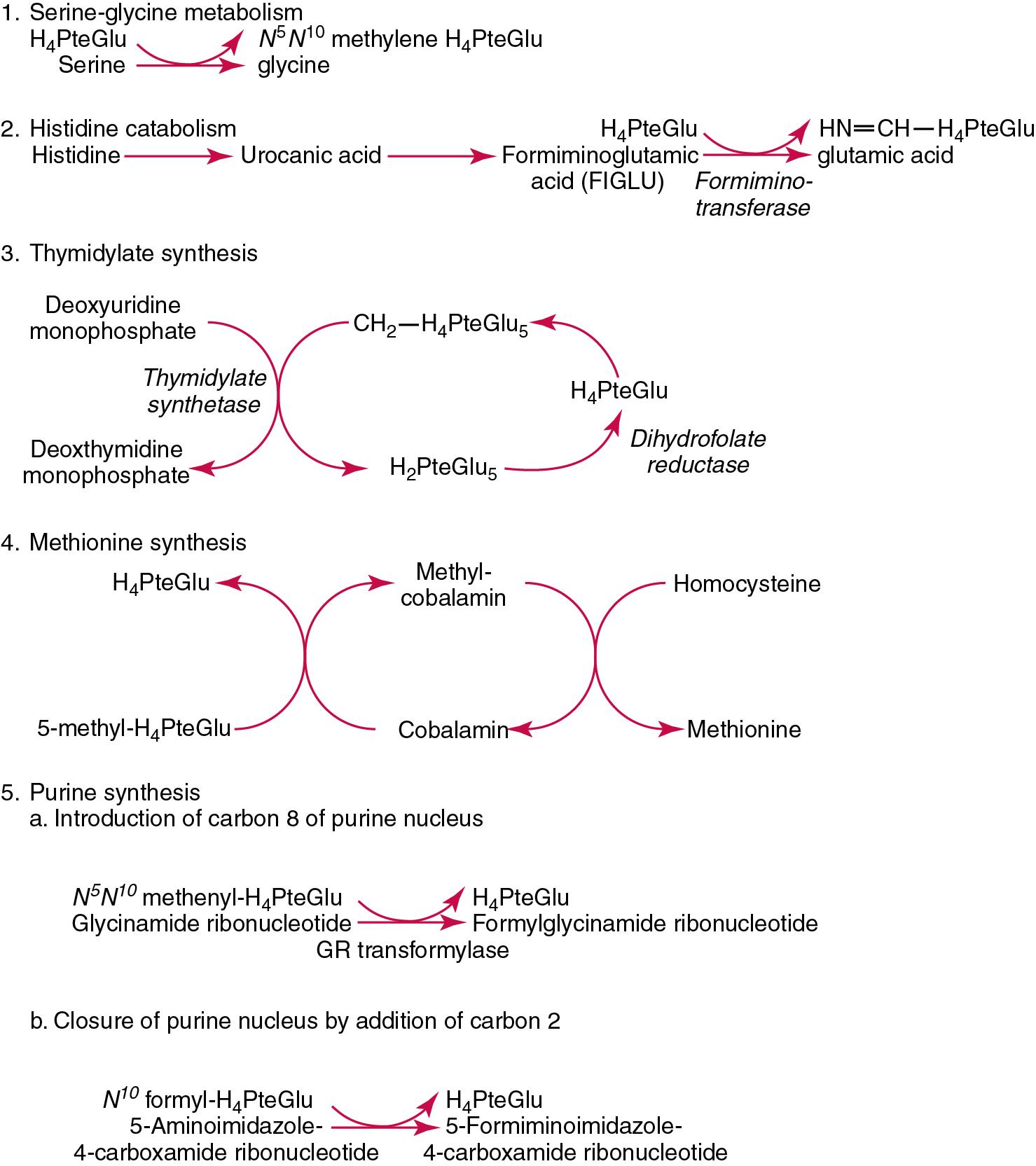 FIGURE 39.19, The five major metabolic functions of folate in human cells. H 4 PteGlu and N 5 N 10 methylene H 4 PteGlu are also referred as THF and 5,10-MTHF, respectively; GR , Glycinamide ribonucleotide; PteGlu , pteroylglutamic acid.