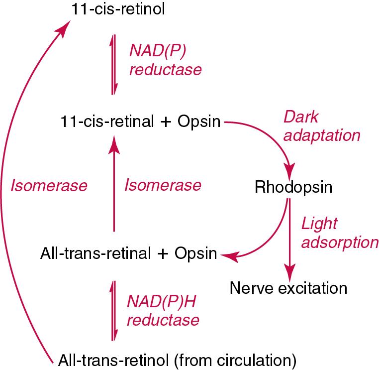 FIGURE 39.3, Participation of A vitamers in the visual cycle.