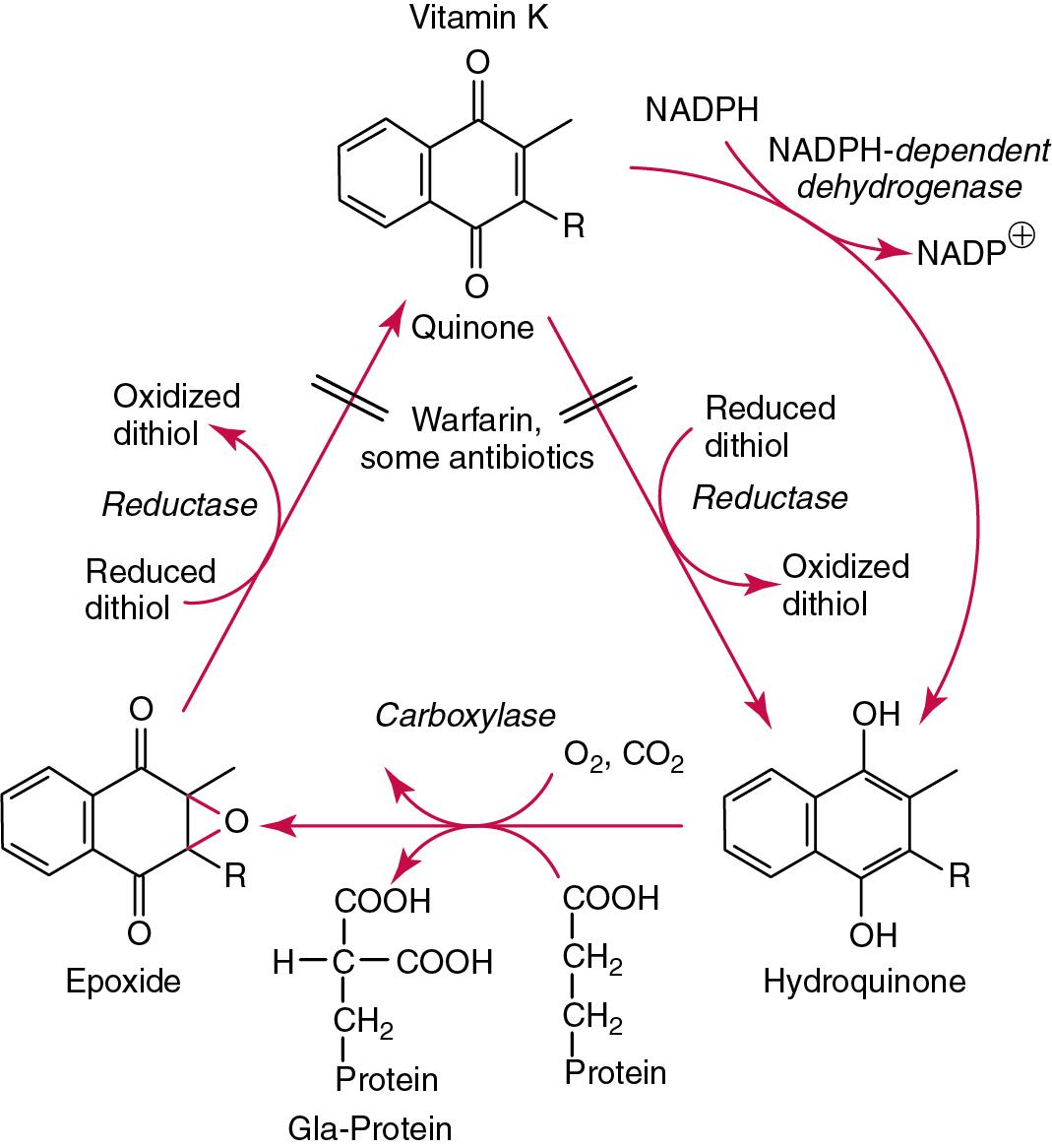 FIGURE 39.7, Metabolic cycling of vitamin K, the effect of warfarin, and the formation of γ-carboxyglutamyl (GLA) proteins.