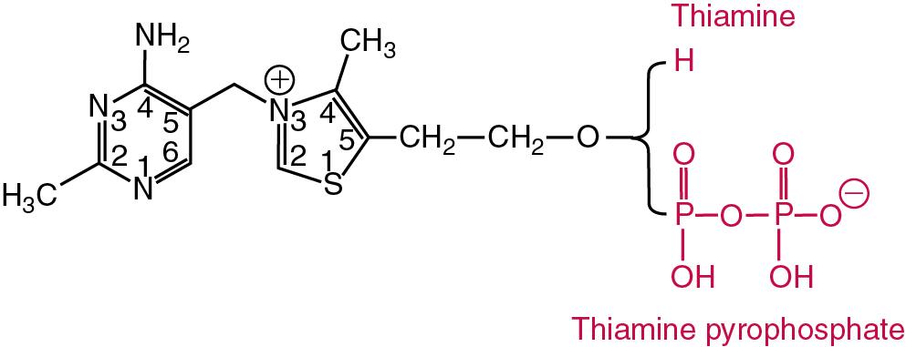 FIGURE 39.8, Thiamine and the pyrophosphate coenzyme.