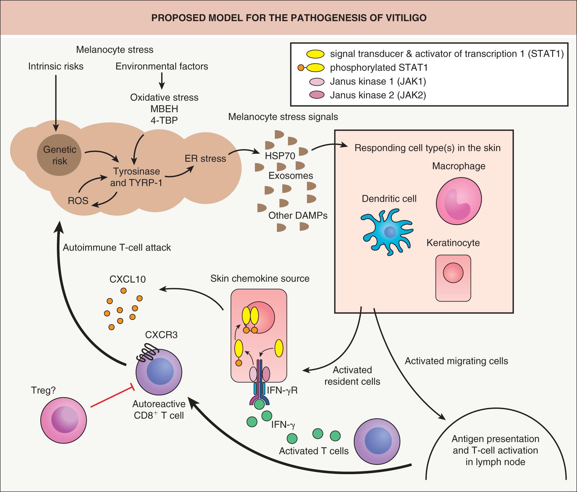 Fig. 66.1, Proposed model for the pathogenesis of vitiligo.