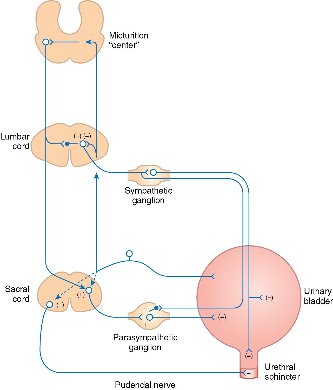 Fig. 34.1, Diagram of reflex pathways involved in micturition (according to deGroat). Plus and minus signs indicate, respectively, excitatory and inhibitory synaptic actions. The connection of the pontine micturition center to the cerebral cortex and other suprapontine areas is not pictured.