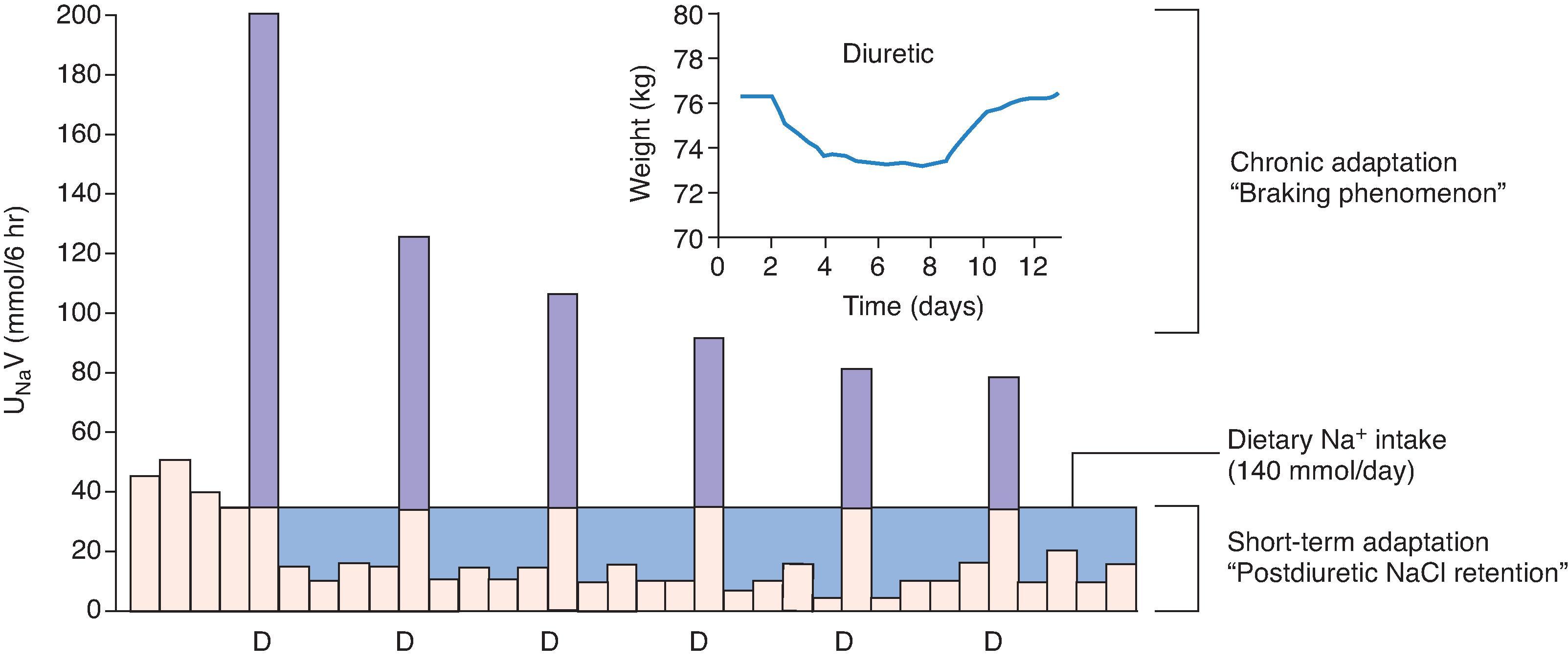 Fig. 9.3, Effect of a loop diuretic on urinary sodium excretion. Each bar represents a 6-hour time interval. Purple bars indicate periods during which urinary sodium excretion (U Na V) exceeds that of dietary intake. Blue areas indicate periods of postdiuretic sodium retention, during which dietary sodium intake exceeds urinary sodium excretion. The horizontal black line indicates dietary sodium intake per 24-hour period. Changes in the magnitude of the natriuretic response over several days are reflective of the “braking phenomenon.” Inset shows the effect of diuretics on weight (and extracellular fluid volume) during several days of diuretic administration. (Data from Wilcox CS, Mitch WE, Kelly RA, et al. Response of the kidney to furosemide: I. Effects of salt intake and renal compensation. J Lab Clin Med. 1983;102:450–458.)