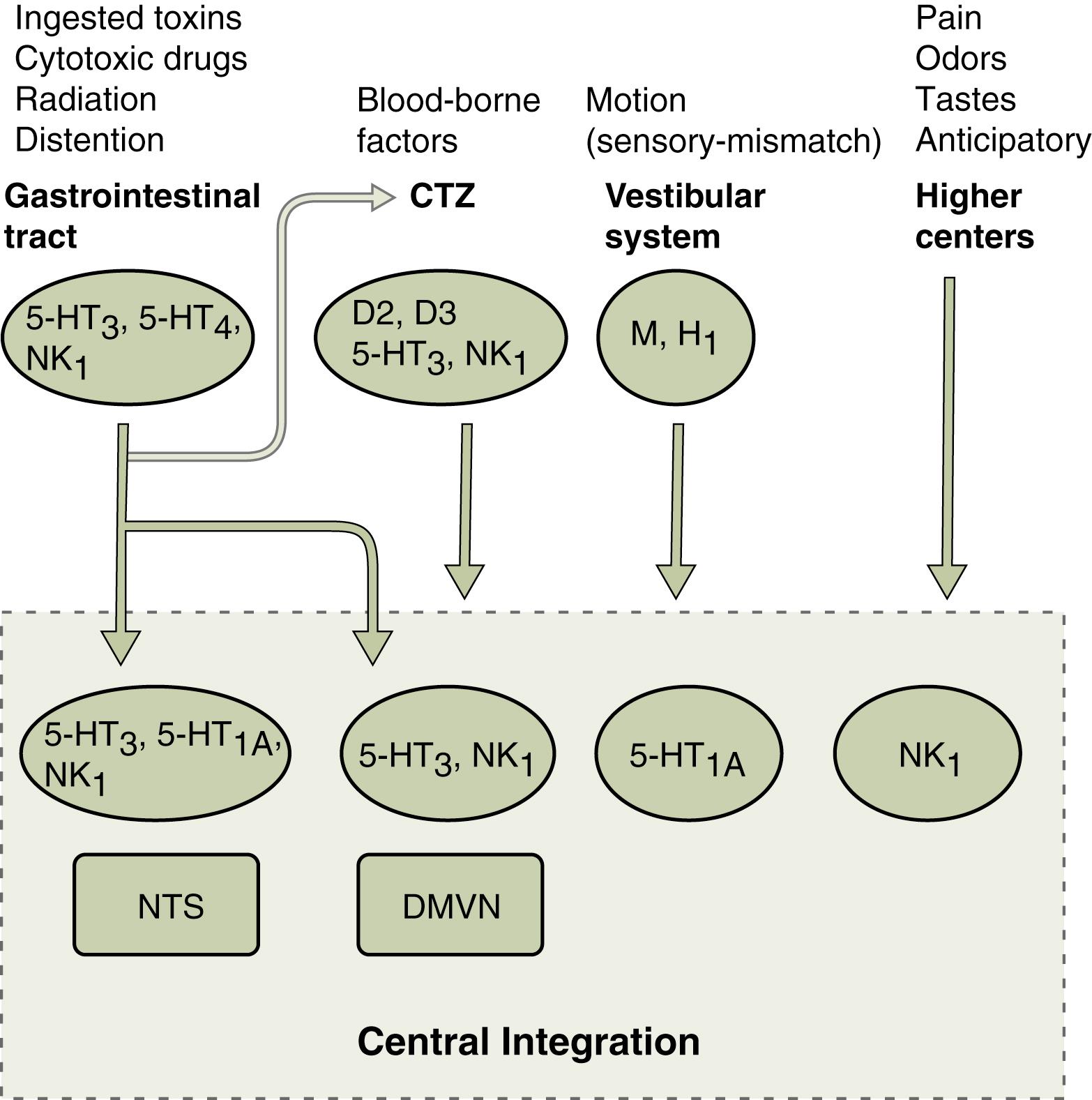 Fig. 8.1, Schematic representation of the afferent limb and central integration of the emetic reflex. Receptors known to be involved in each pathway are listed within ovals . The region of central integration is designated by a dashed box to indicate that no single central locus exists as a “vomiting center.” The nucleus of the solitary tract (NTS) and the dorsal motor vagal nucleus (DMVN) may each play a role in central integration. Receptor abbreviations: 5-HT, 5-Hydroxytryptamine (serotonin); D, dopamine; M, acetylcholine muscarinic; H, histamine; NK, neurokinin.