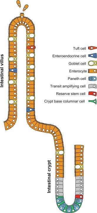 Fig. 7.1, The intestinal crypt-villus axis is composed on multiple types of stem and differentiated cells. The Crypt base is composed of crypt base columnar cells, surrounded by supporting Paneth cells. A small population of reserve stem cells reside just above the crypt base during homeostasis, and below the transit-amplifying population of actively proliferating cells. Once produces, maturing cells exit the cypt to terminally differentiate to enterocytes, goblet cells and in lesser numbers the specialized enteroendocrine cells and tuft cells. Cells continue to move upward toward the villus tip during their lifespan where they are eventually sloughed off into the lumen.