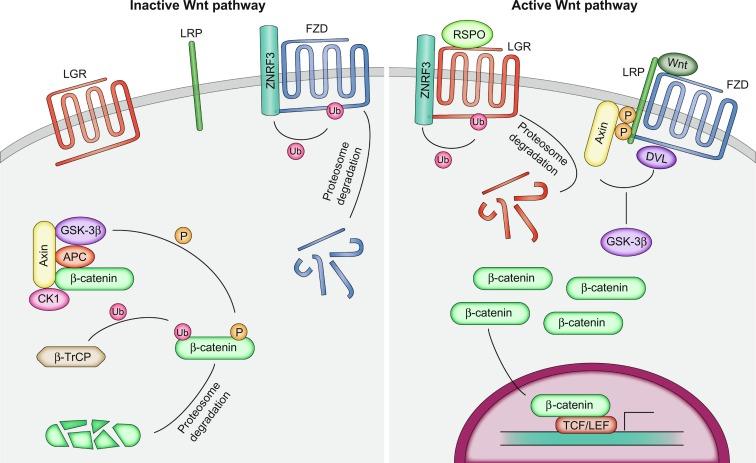 Fig. 7.2, WNT signaling Cascade. In the absence of WNT ligand, the WNT pathway is inactive. ZNRF3 associated with FZD receptors targeting them for ubiquination and proteosomal degradation. The β-catenin degradation complex, composed of AXIN, CK1, APC and GSK3β, phosphorylates β-catenin and targets it for ubiquination and proteosomal degradation. This leads to low concentrations of FZD on the cell membrane, little β-catenin in the cytoplasm and virtually none in the nucleus. When WNT ligand is present, FZD is bound by WNT and sequesters AXIN, thereby inhibiting the formation of the β-catenin destruction complex. β-catenin accumulates in the cytoplasm and is allowed to translocate to the nucleus where it binds to TCF/LEF cotranscription factors which interact with DNA, activating expression of WNT target genes. RSPO when present, binds to LGR on the cell surface which recruits ZNRF3 away from FZD receptors. This leads to LGR degradation and a buildup of FZD receptors on the cell membrane, increasing cellular sensitivity to extracellular WNT ligand.