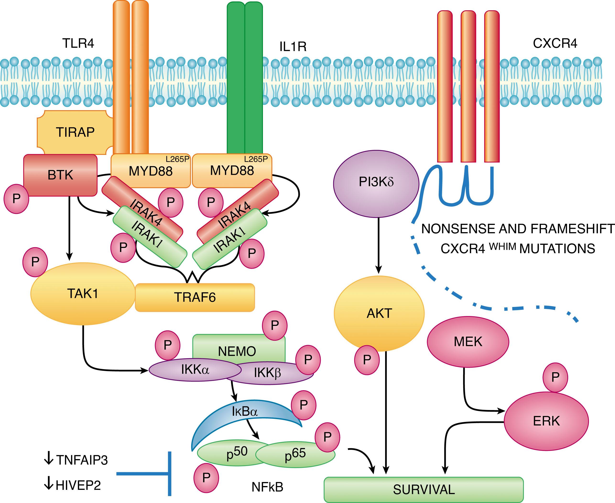 Figure 92.2, MYD88 L265P AND CXCR4 WHIM MUTATIONS ARE HIGHLY PREVALENT IN PATIENTS WITH WALDENSTRÖM MACROGLOBULINEMIA AND TRIGGER TRANSCRIPTIONAL FACTORS THAT INCLUDE NUCLEAR FACTOR-κB (NFκB), AKT, AND EXTRACELLULAR SIGNAL-REGULATED KINASE (ERK) THAT SUPPORT THE GROWTH AND SURVIVAL OF LYMPHOPLASMACYTIC CELLS.