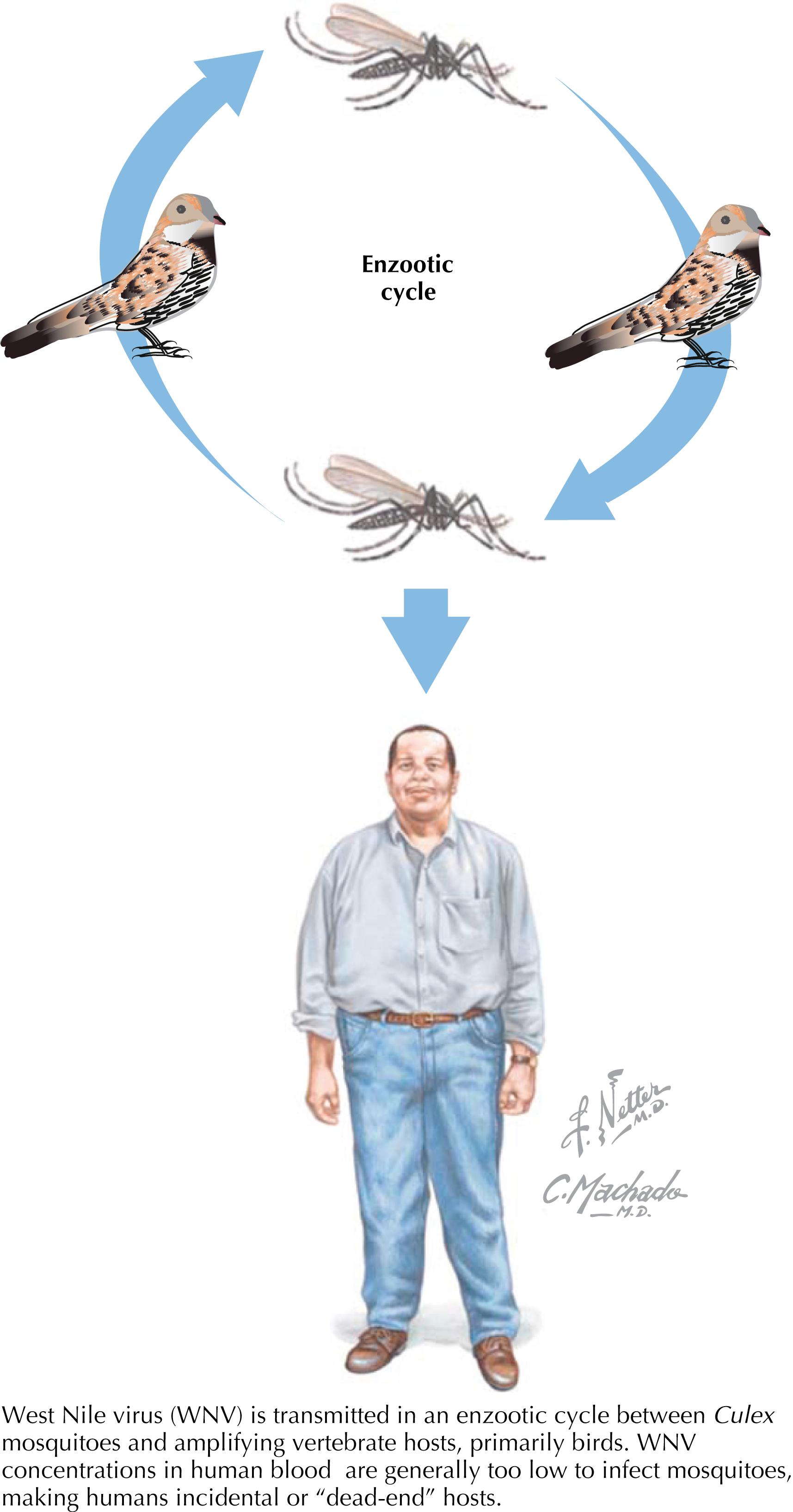 Fig. 71.1, West Nile virus transmission cycle.