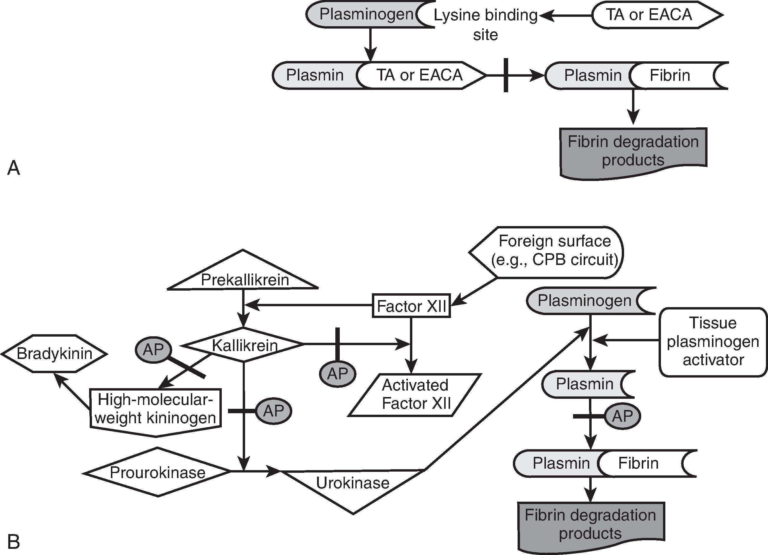 Fig. 57.1, Mechanisms of antifibrinolytic drugs. A , Fibrinolysis inhibited by binding of tranexamic acid (TA) or epsilon aminocaproic acid (EACA). B , Aprotinin (AP) inhibits fibrinolysis by inhibiting both kallikrein and plasmin. CPB , Cardiopulmonary bypass.