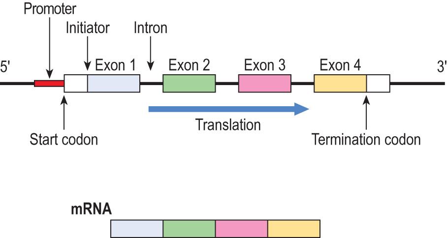Fig. 3.3, Simplified structure of a gene and its messenger RNA product.