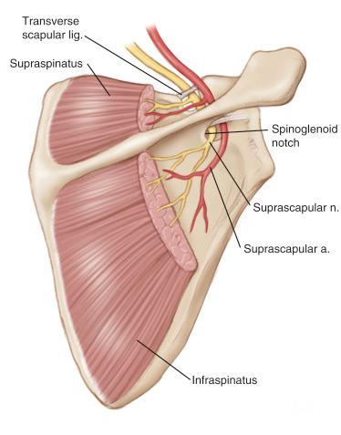 FIG. 23.6, The suprascapular nerve travels through the fibro-osseous tunnel of the suprascapular notch and suprascapular ligament to innervate the supraspinatus. The nerve then passes around the spinoglenoid notch to innervate the infraspinatus.