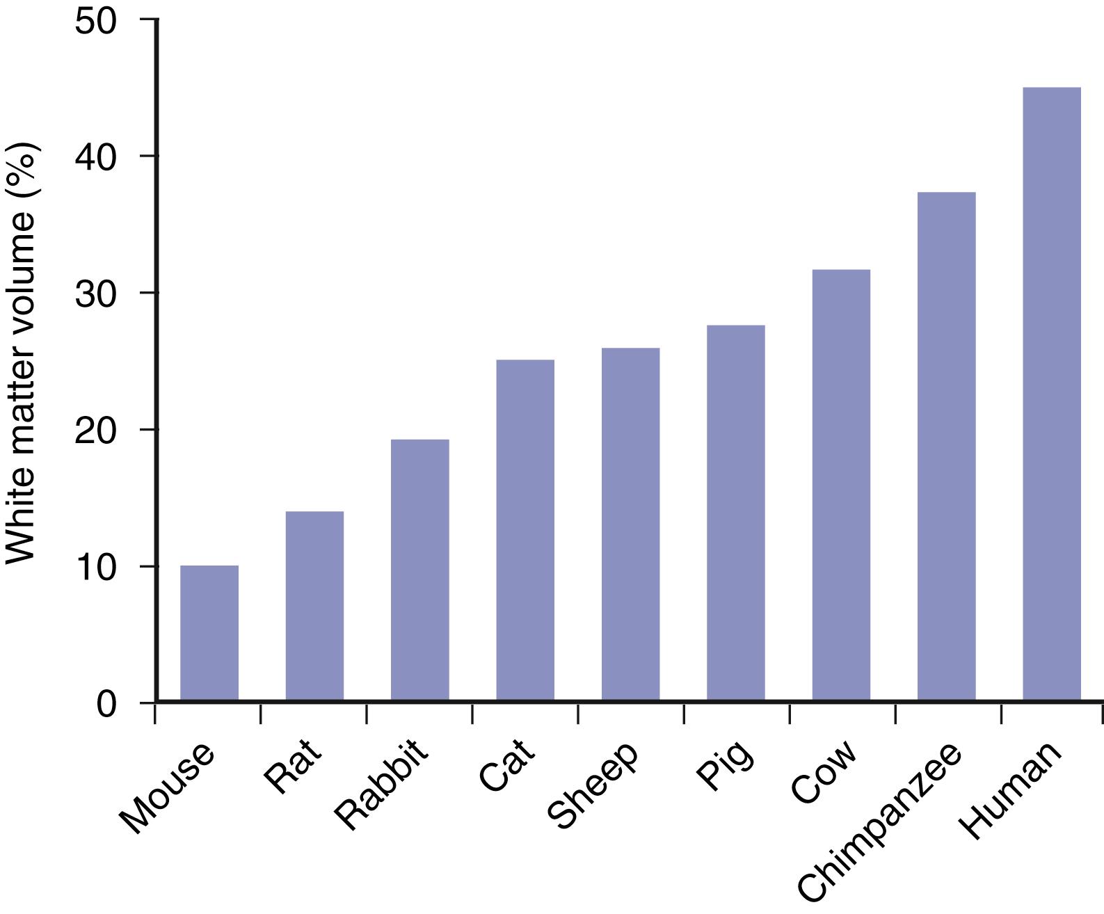 Fig. 9.2, The proportion of brain white matter greatly increases as brain size enlarges. Bars show the percentage of cerebral hemisphere’s volume composed of white matter in several mammals, ranging from mouse to human.