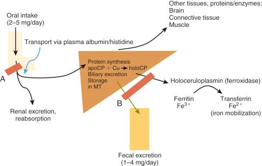 Fig. 59-1, Simplified overview of the pathways for copper transport, with uptake in the small intestine and excretion predominantly via bile.