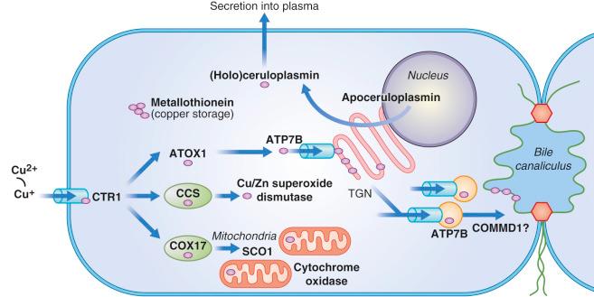 Fig. 59-2, Proposed model of the intracellular pathways of copper trafficking within the hepatocyte, with the major proteins involved shown.