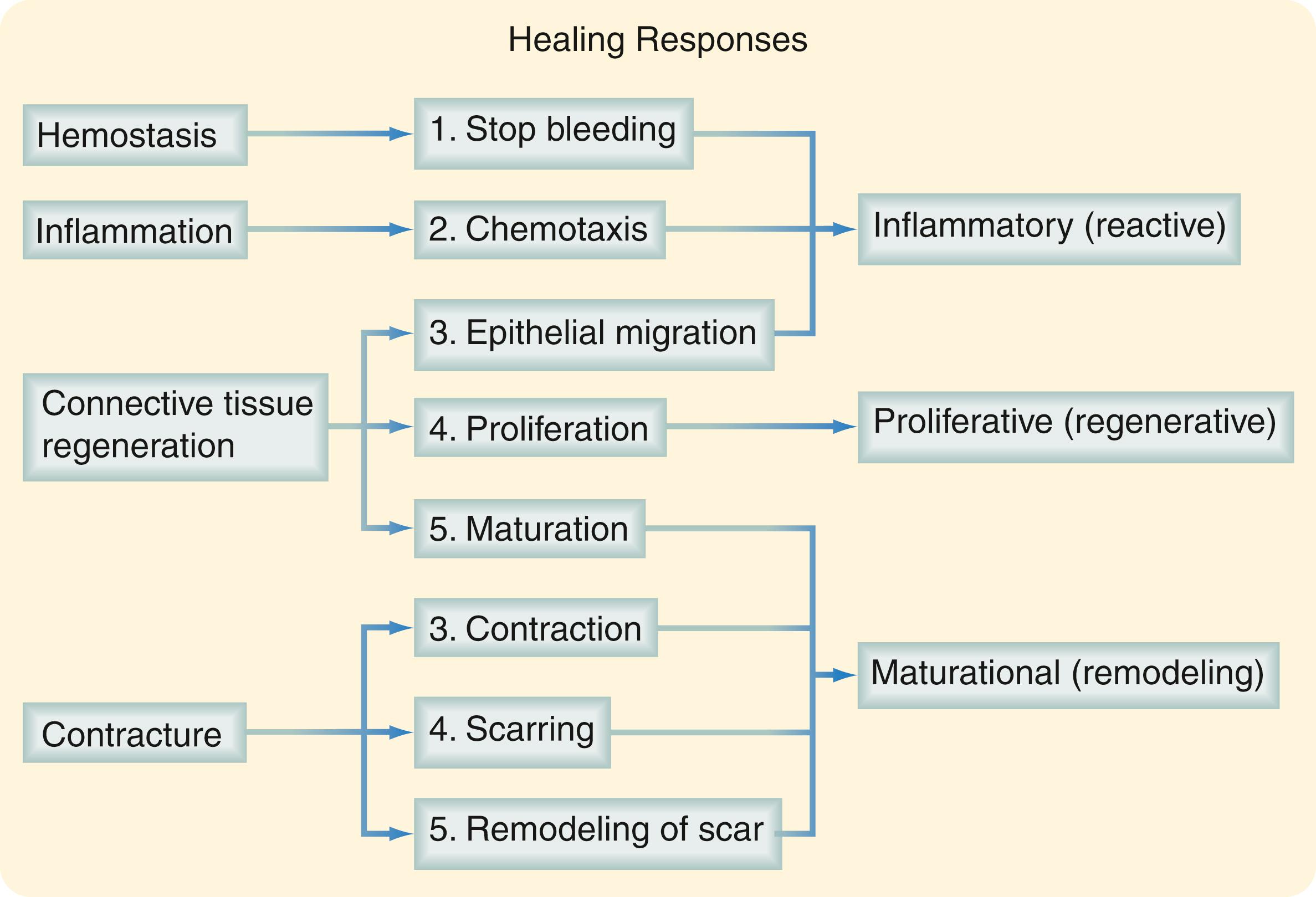 Fig. 6.1, Schematic diagram of the wound-healing continuum.