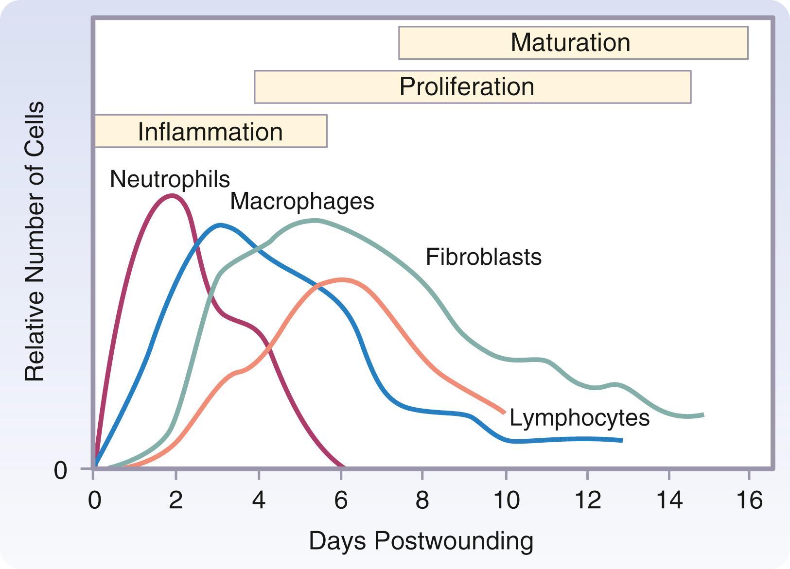 Fig. 6.2, Time course of the appearance of different cells in the wound during healing. Macrophages and neutrophils are predominant during the inflammatory phase (peak at days 3 and 2, respectively). Lymphocytes appear later and peak at day 7. Fibroblasts are the predominant cells during the proliferative phase.