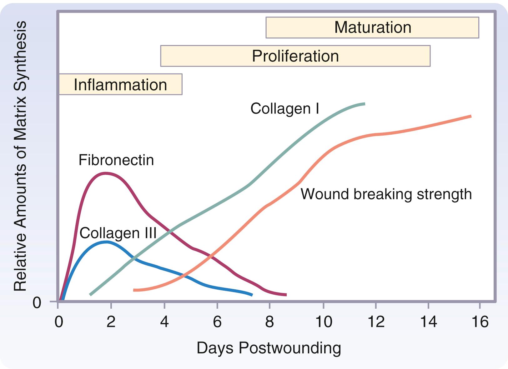 Fig. 6.4, Wound matrix deposition over time. Fibronectin and type III collagen constitute the early matrix. Type I collagen accumulates later and corresponds to the increase in wound-breaking strength.