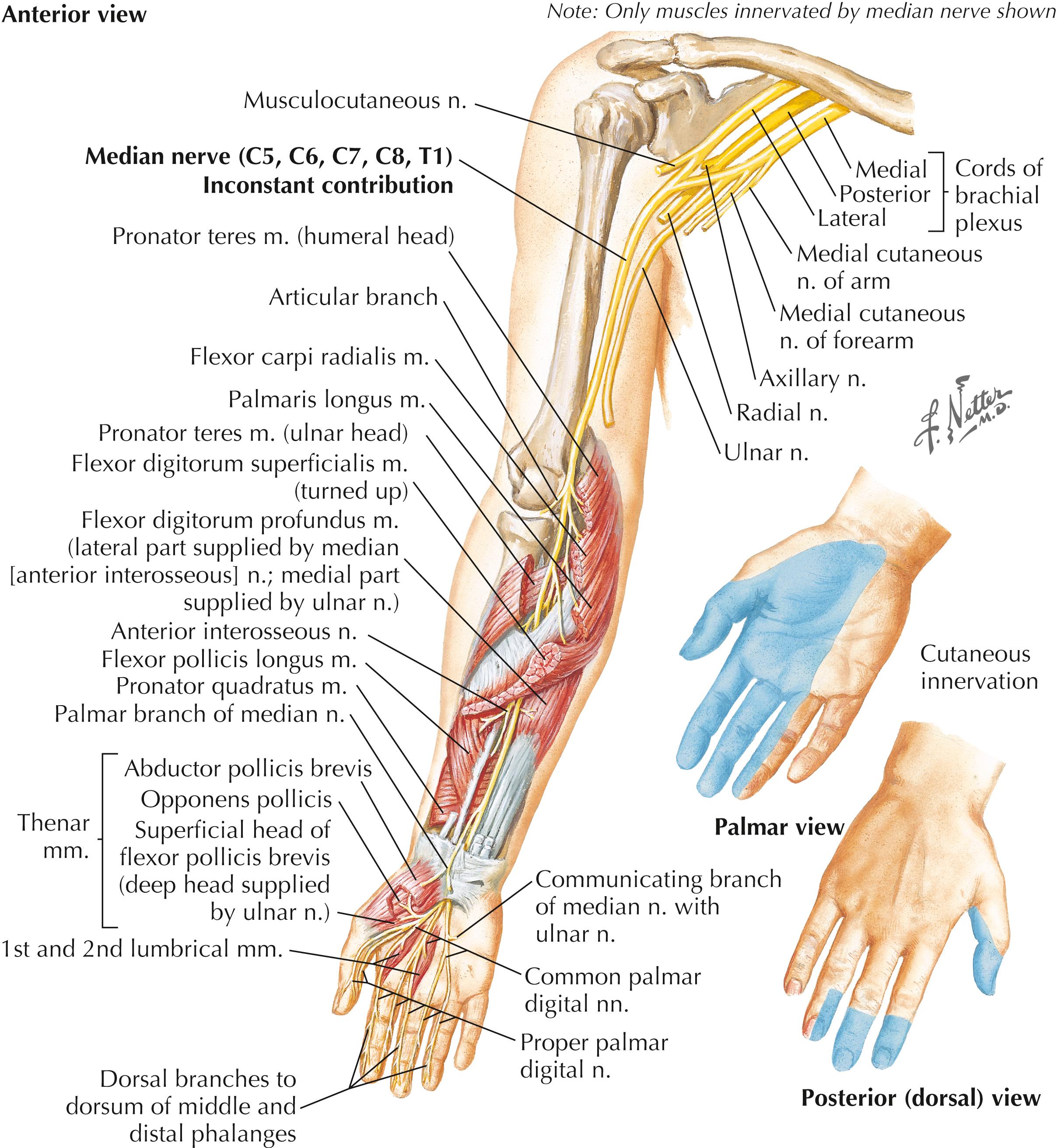 Figure 11-11, Median nerve.