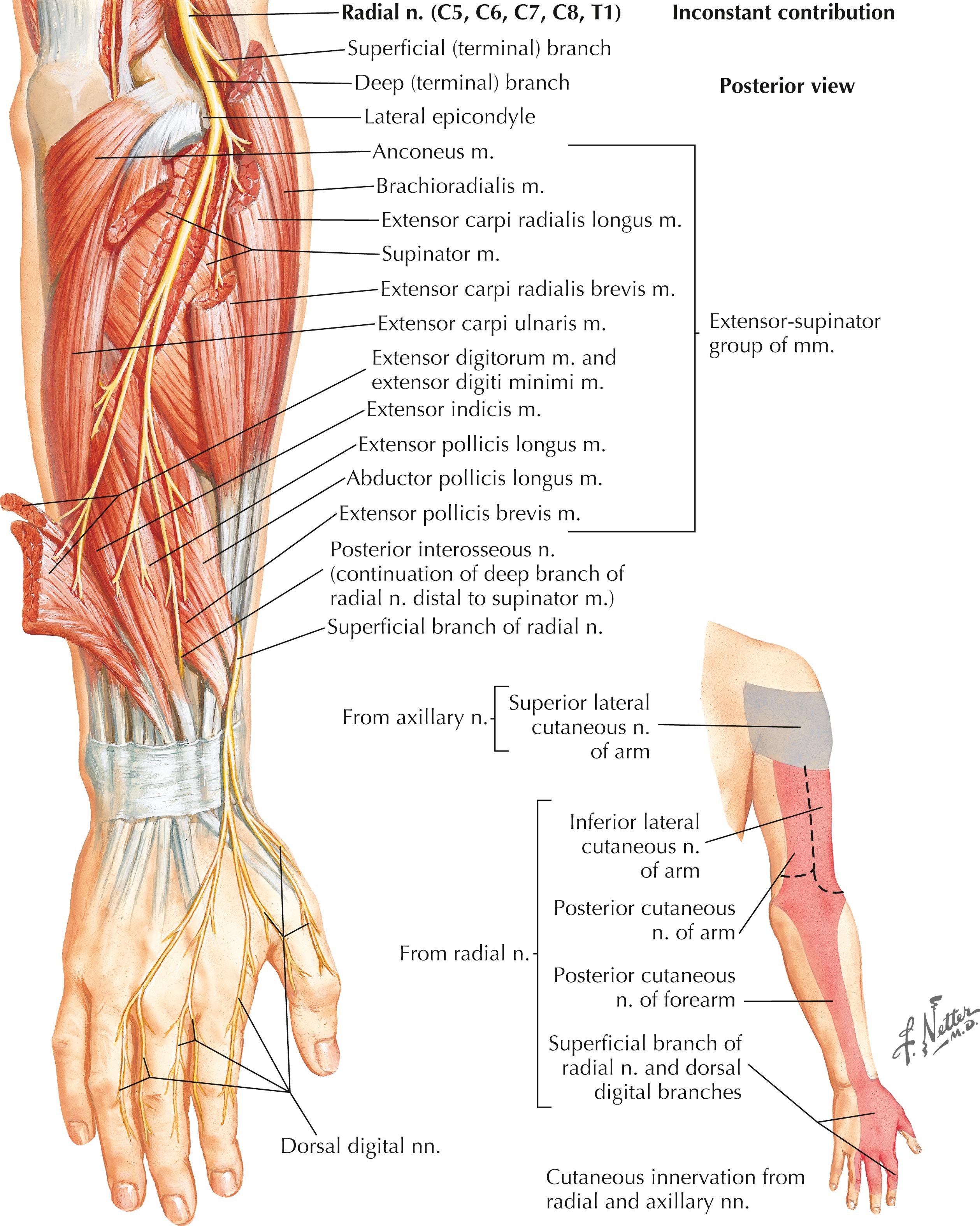 Figure 11-13, Radial nerve.