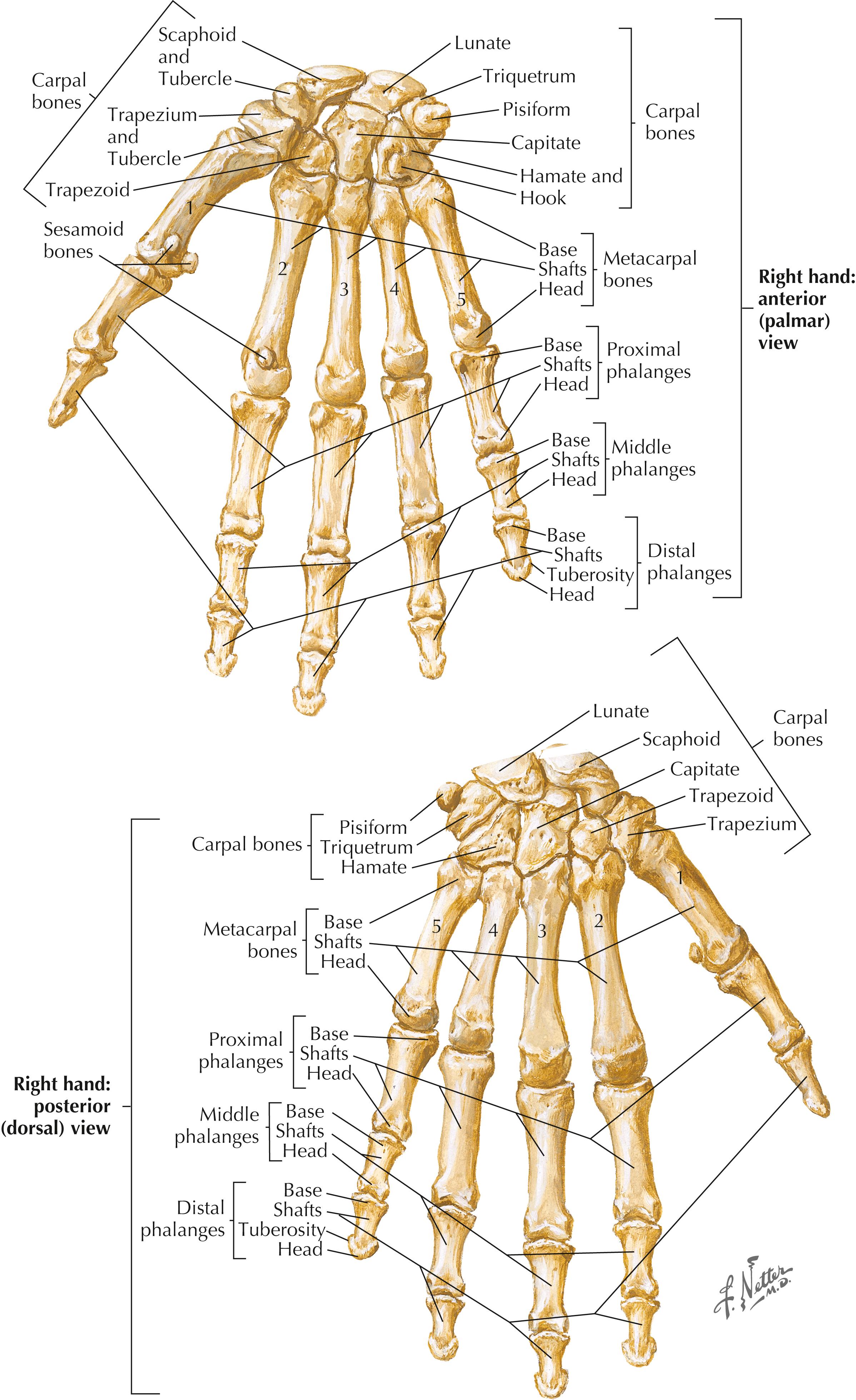 Figure 11-2, Bones of wrist and hand.