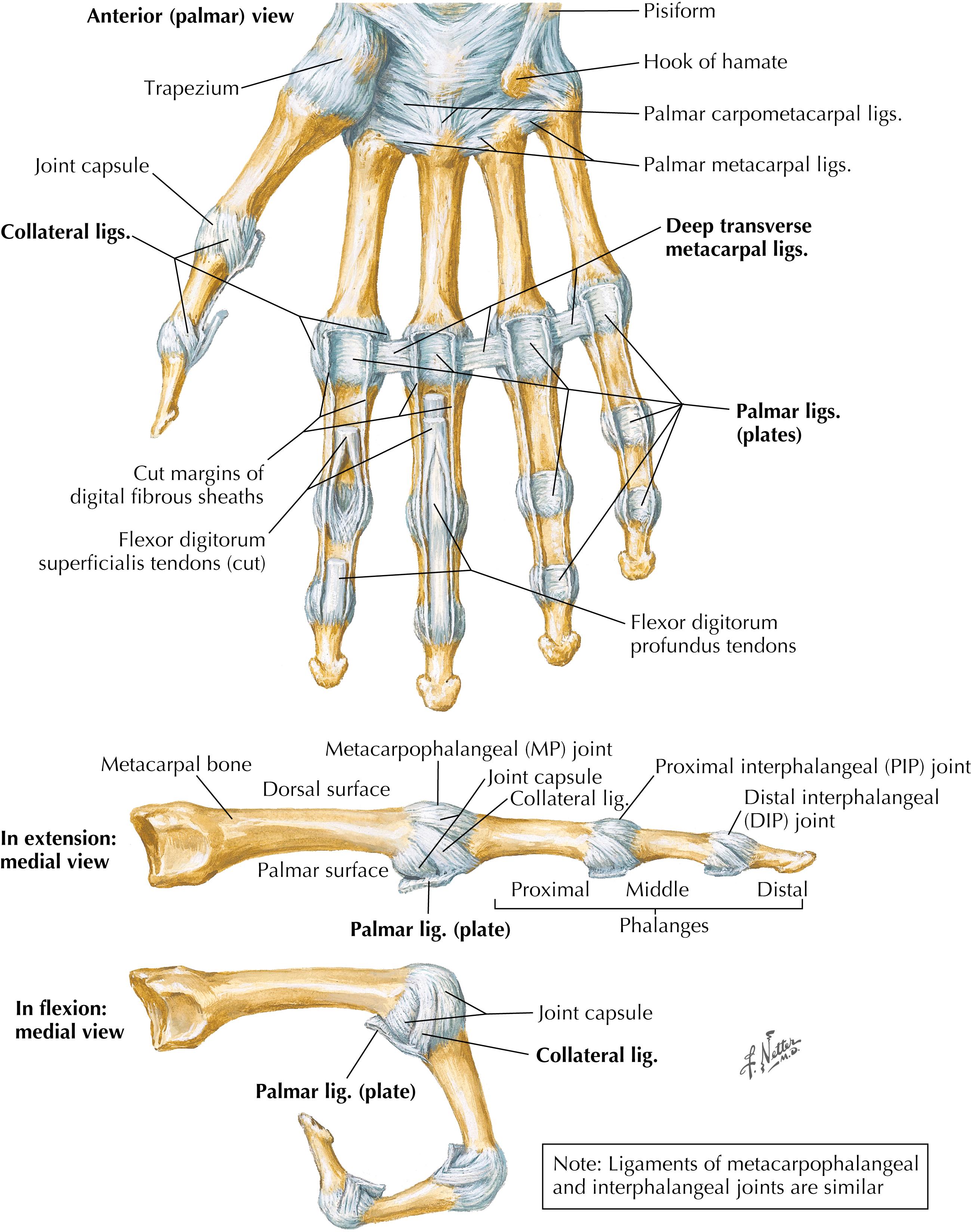 Figure 11-6, Metacarpophalangeal and interphalangeal ligaments.