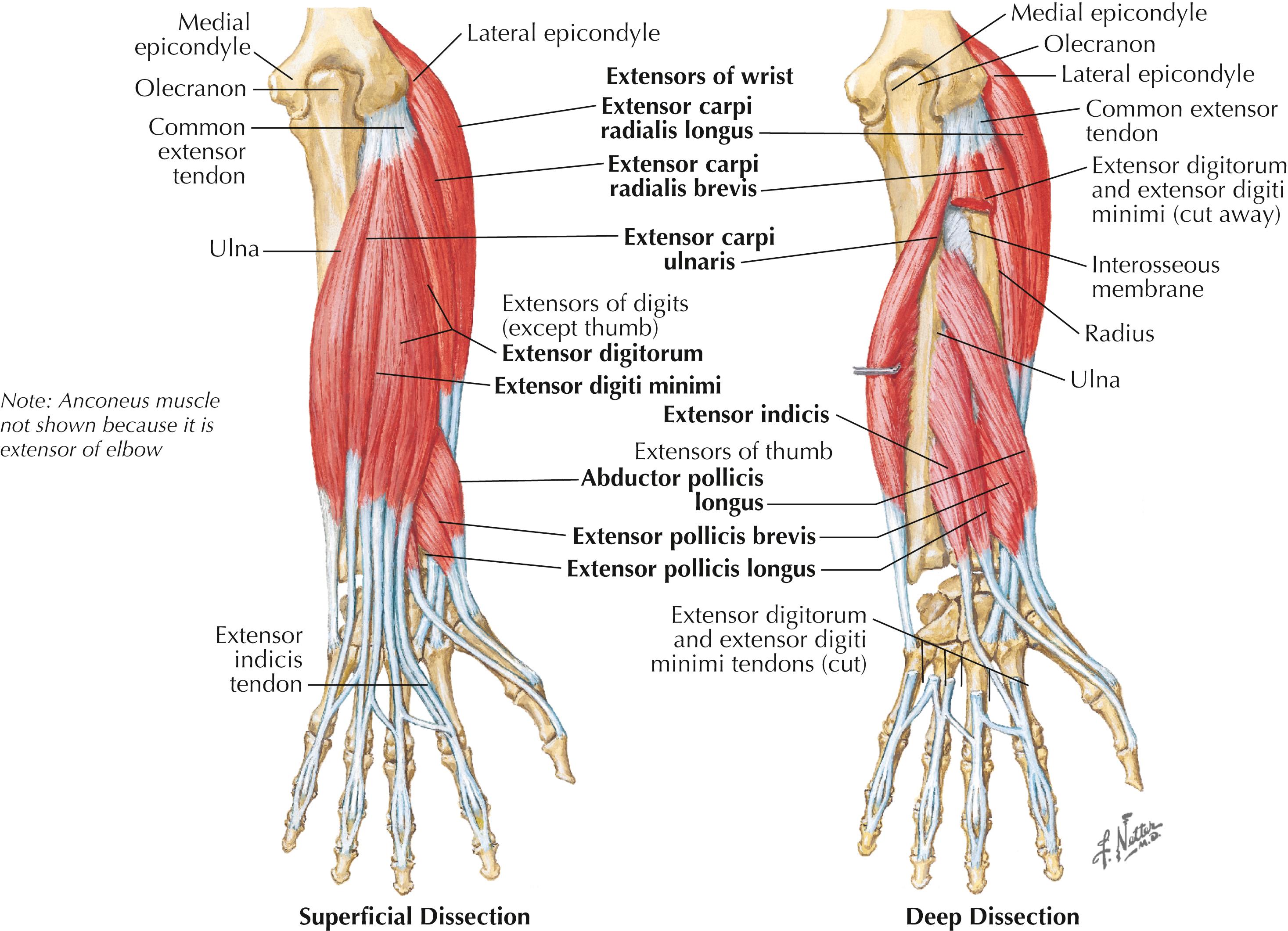 Figure 11-7, Extensors of wrist and digits.