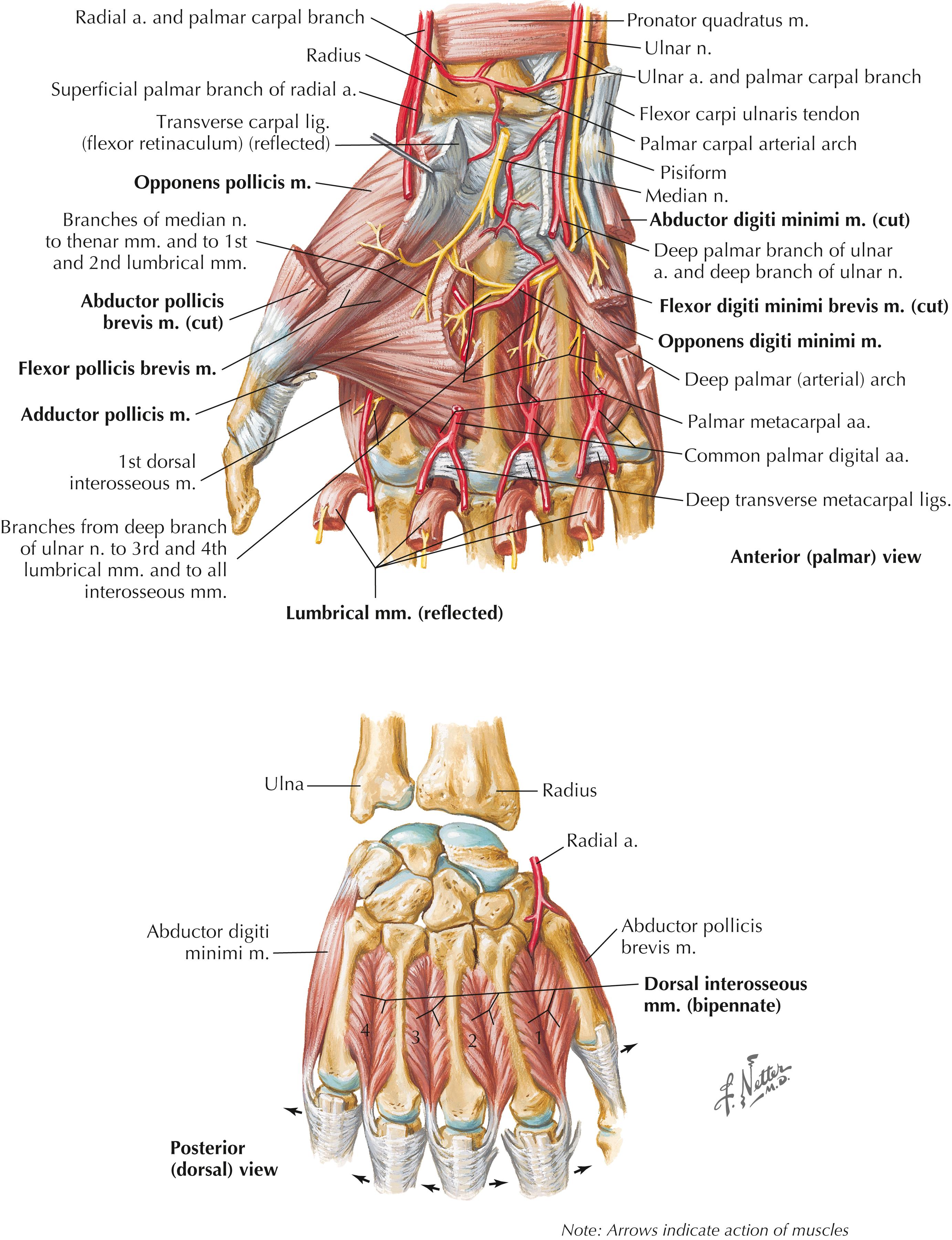 Figure 11-10, Intrinsic muscles of hand (continued).