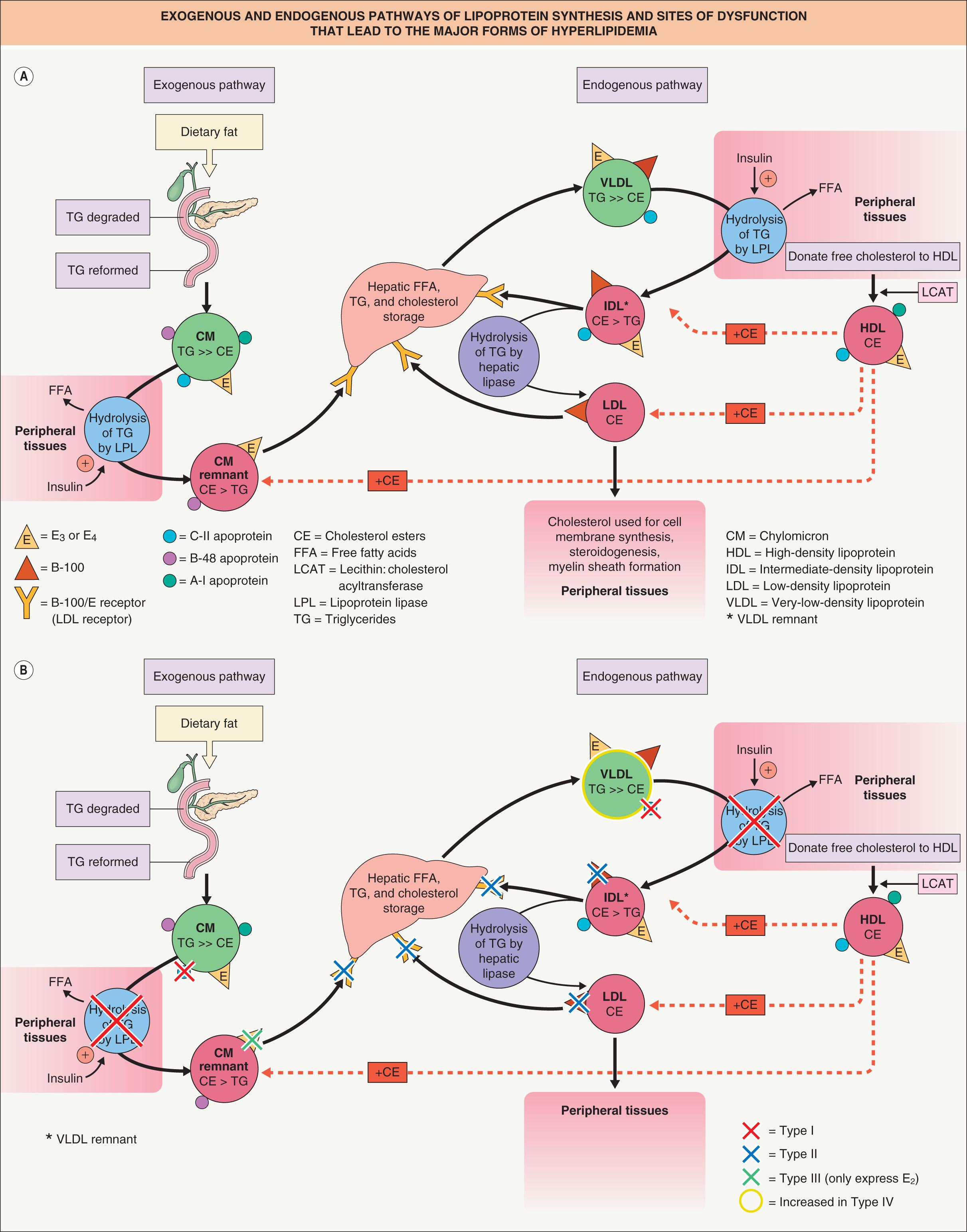 Fig. 92.1, Exogenous and endogenous pathways of lipoprotein synthesis (A) and sites of dysfunction that lead to the major forms of hyperlipidemia (B).