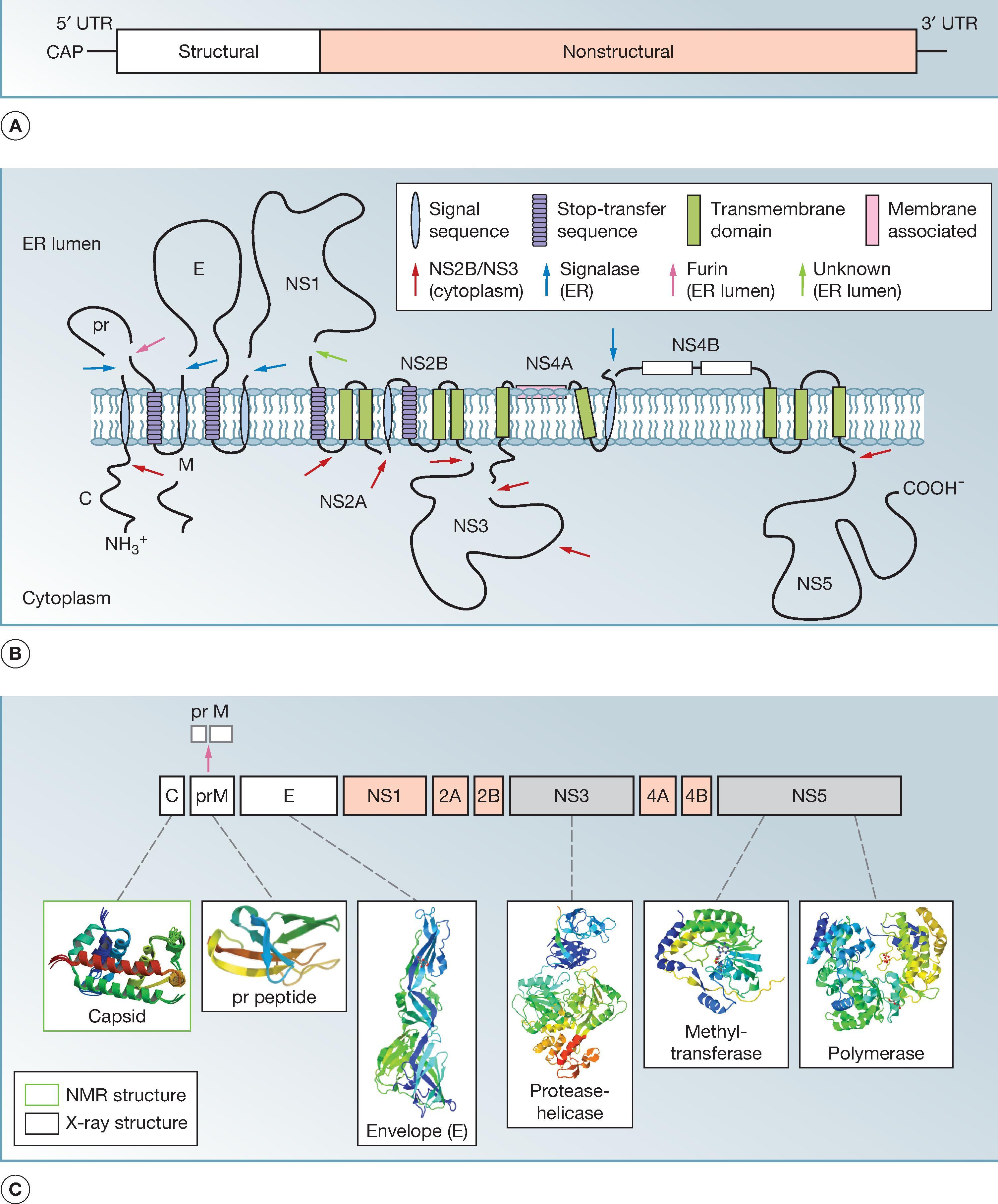 Fig. 64.1, (A) Organization of the flavivirus genome, a positive-sense RNA 11 kb in length. The structural proteins are encoded at the 5′ one third of genome, followed by the nonstructural proteins. (B) The viral RNA is translated as a polyprotein and processed by host cell and viral proteases (arrows) . During virus maturation, premembrane M is cleaved by furin in the trans-Golgi network into premembrane and M protein. (C) Structural proteome of a flavivirus. NMR and X-ray structures are shown for C, prM, E, NS3, and NS5 methyltransferase and polymerase domains. Structures are currently not available for the proteins denoted in red. E, envelope; ER, endoplasmic reticulum; NMR, nuclear magnetic resonance; NS, nonstructural; pr, premembrane; UTR, untranslated region.